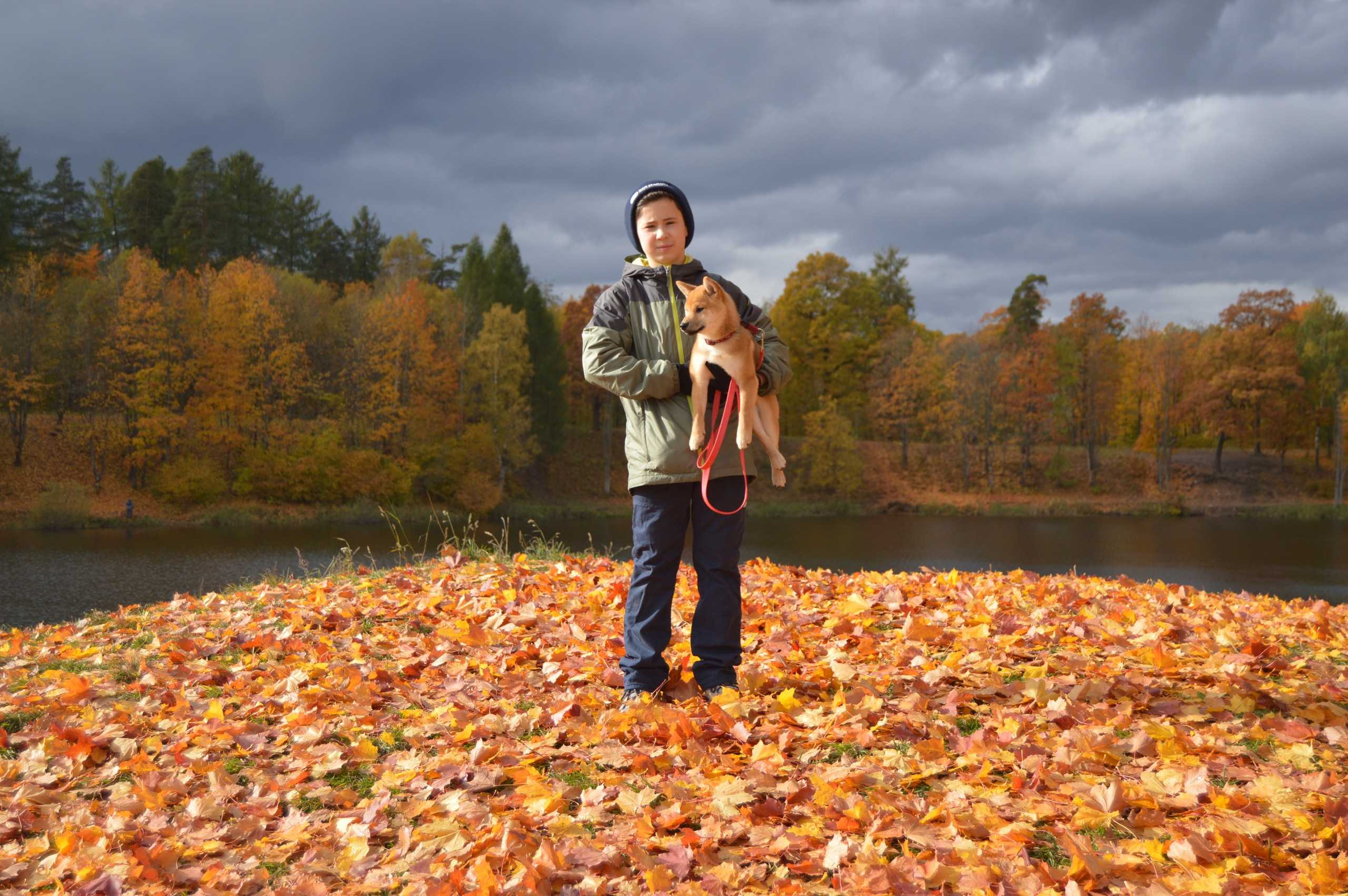 RUBYLIGHT DOLL * Долька (Отец: Хиро * HANDZIMEMESITE HIRO , Мать: Дэва * ZOLOTO PARTII DEVANA GODDESS OF HUNT) сиба