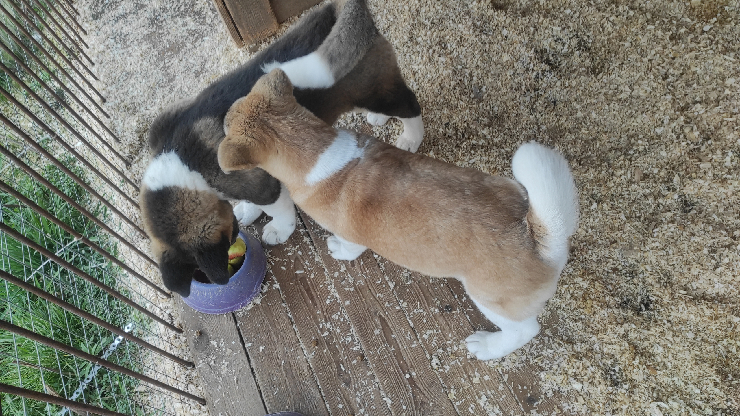 Американская акита питомник RUBYLIGHT. Американская акита I Сиба ину I Питомник RUBYLIGHT