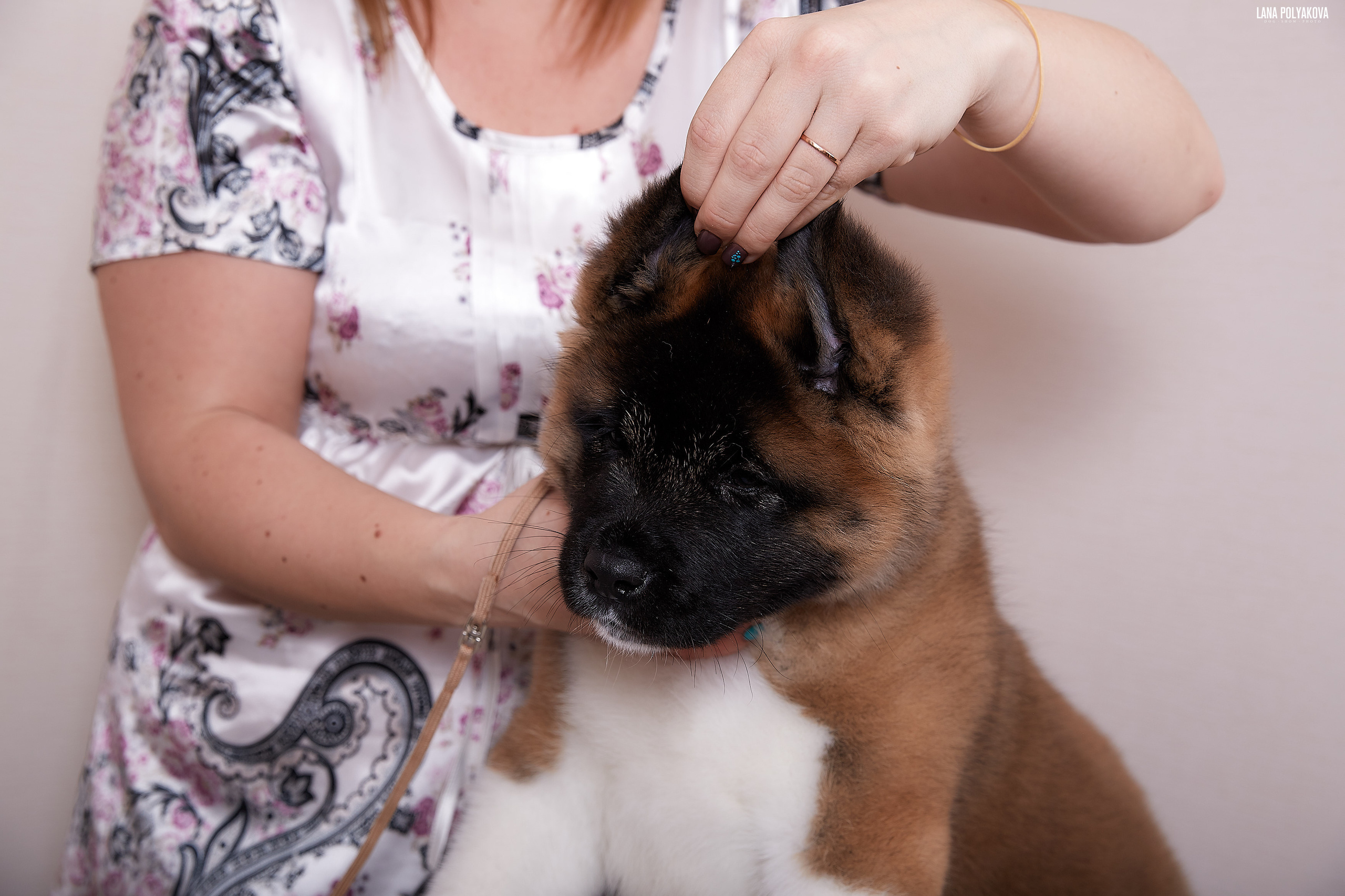 RUBYLIGHT BOREALIS * Боря. AMERICAN AKITA RUBYLIGHT KENNEL I SHIBA-INU