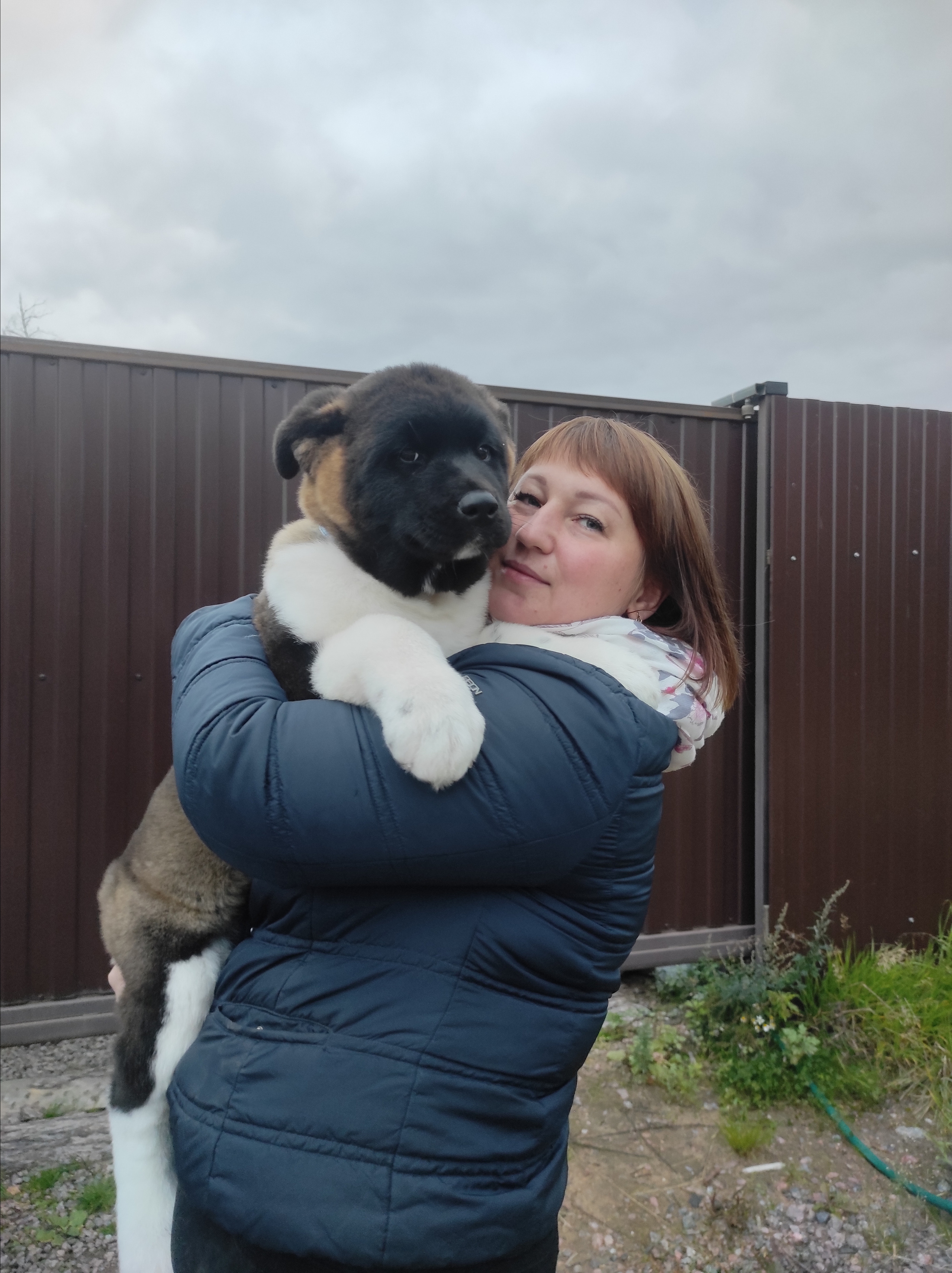 Американская акита питомник RUBYLIGHT. Американская акита I Сиба ину I Питомник RUBYLIGHT