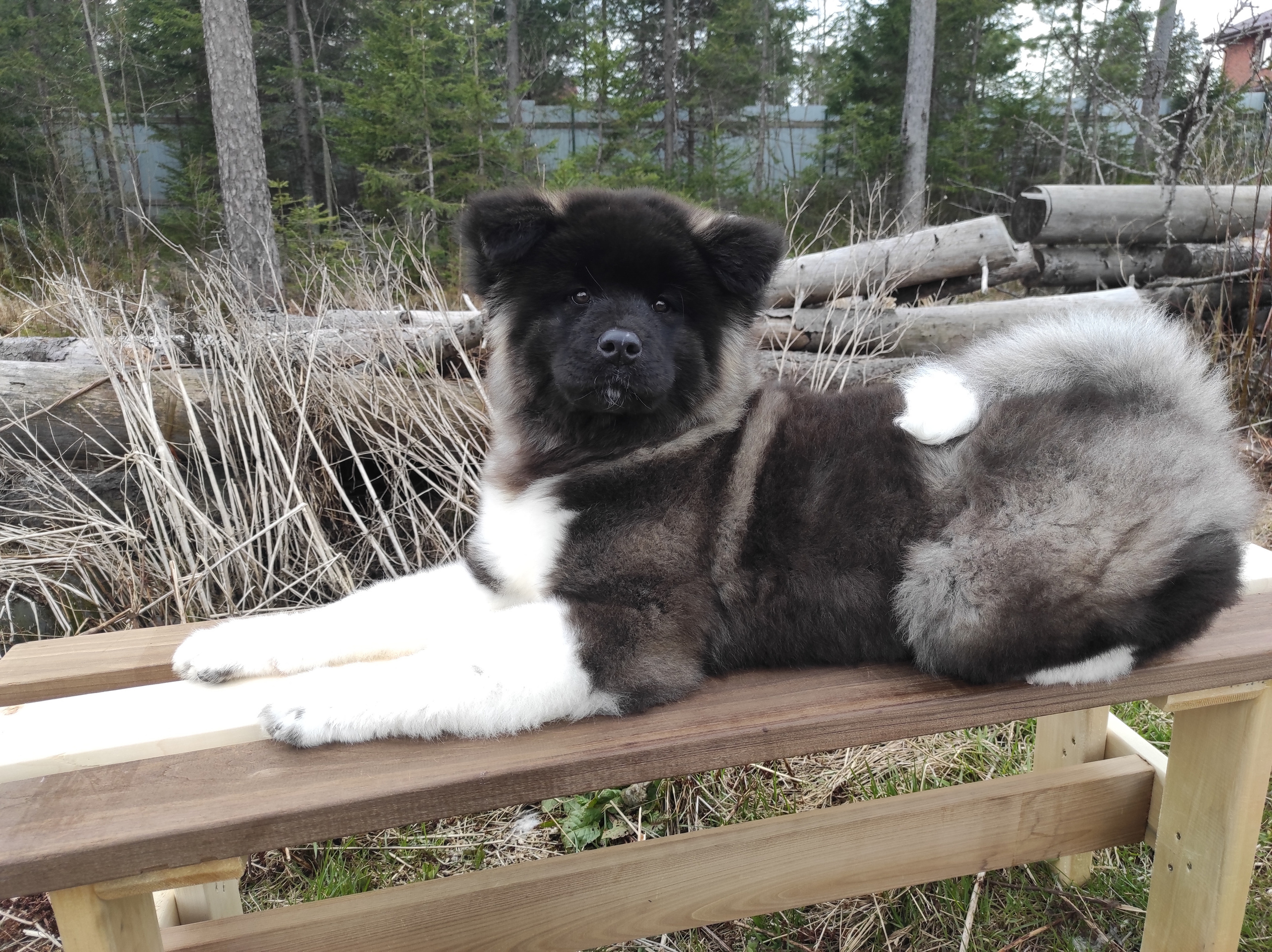 RUBYLIGHT HANNA * Ханна. AMERICAN AKITA RUBYLIGHT KENNEL I SHIBA-INU
