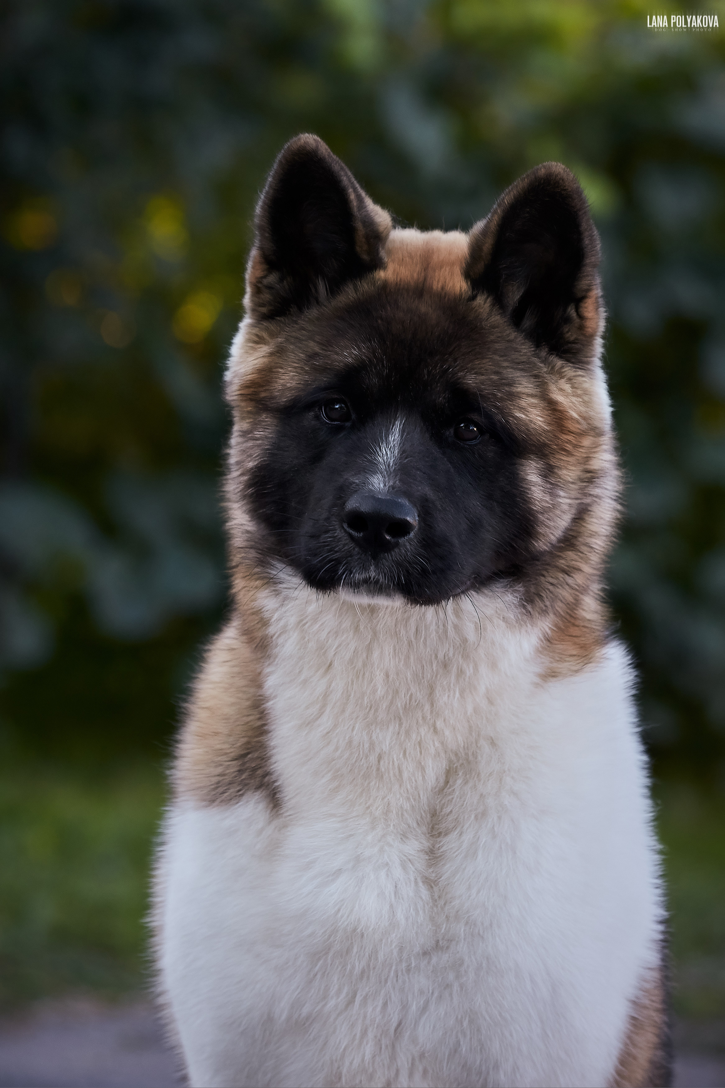 RUBYLIGHT BIYA * Бия американская акита Рубилайт щенки питомник