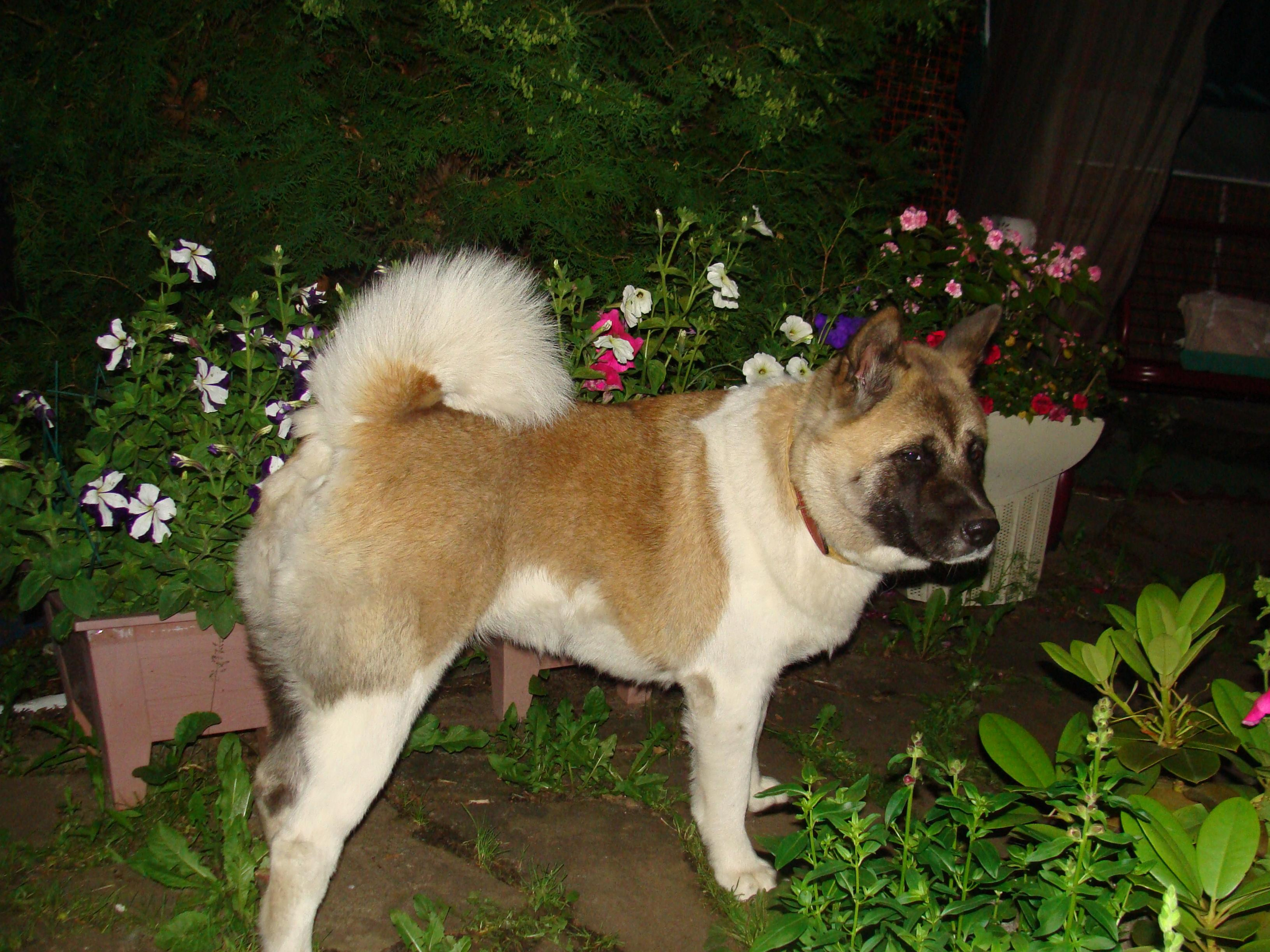 Svargas Domino * Даки. AMERICAN AKITA RUBYLIGHT KENNEL I SHIBA-INU