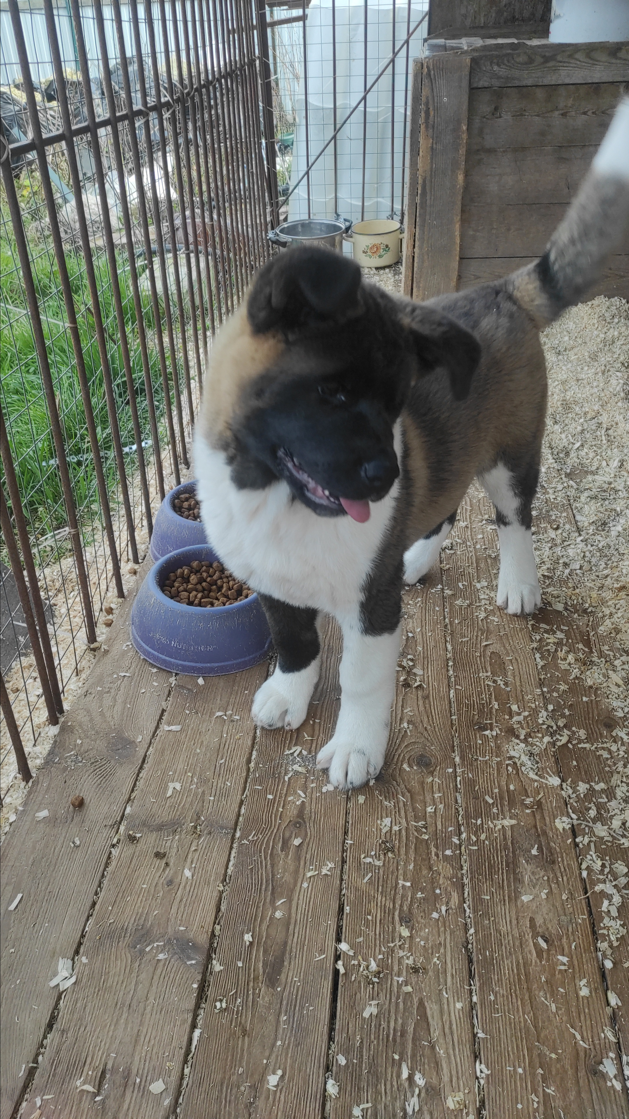 RUBYLIGHT Kiros. AMERICAN AKITA RUBYLIGHT KENNEL I SHIBA-INU