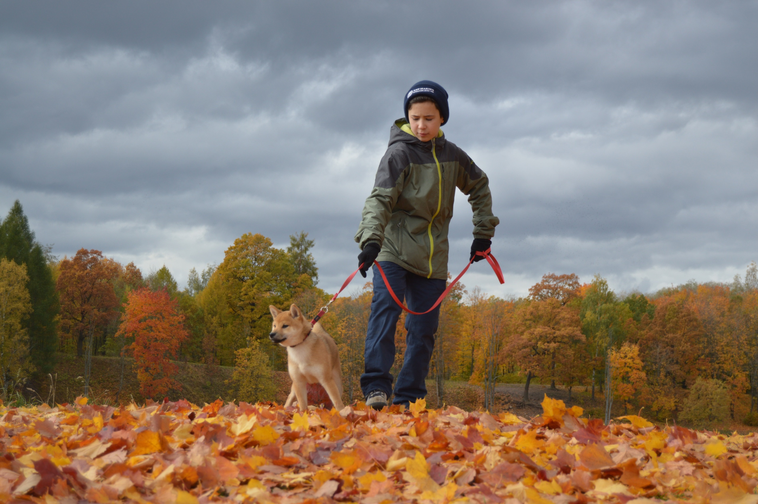 RUBYLIGHT DOLL * Долька (Отец: Хиро * HANDZIMEMESITE HIRO , Мать: Дэва * ZOLOTO PARTII DEVANA GODDESS OF HUNT) сиба