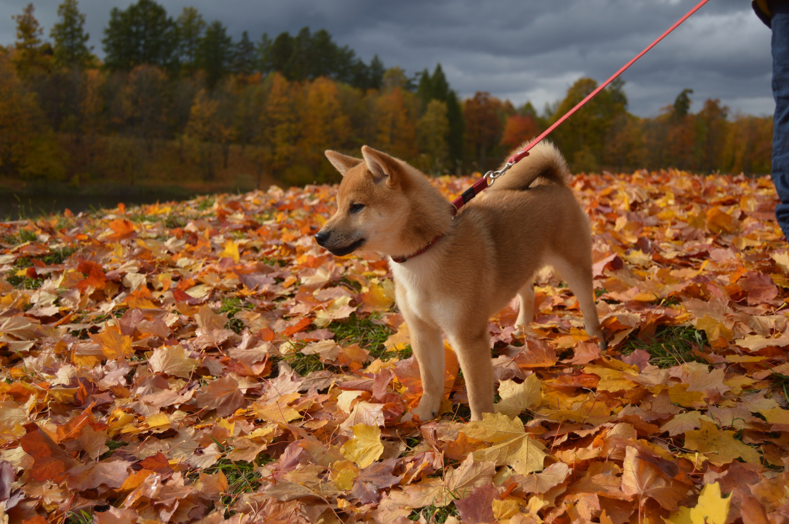 RUBYLIGHT DOLL * Долька (Отец: Хиро * HANDZIMEMESITE HIRO , Мать: Дэва * ZOLOTO PARTII DEVANA GODDESS OF HUNT) сиба