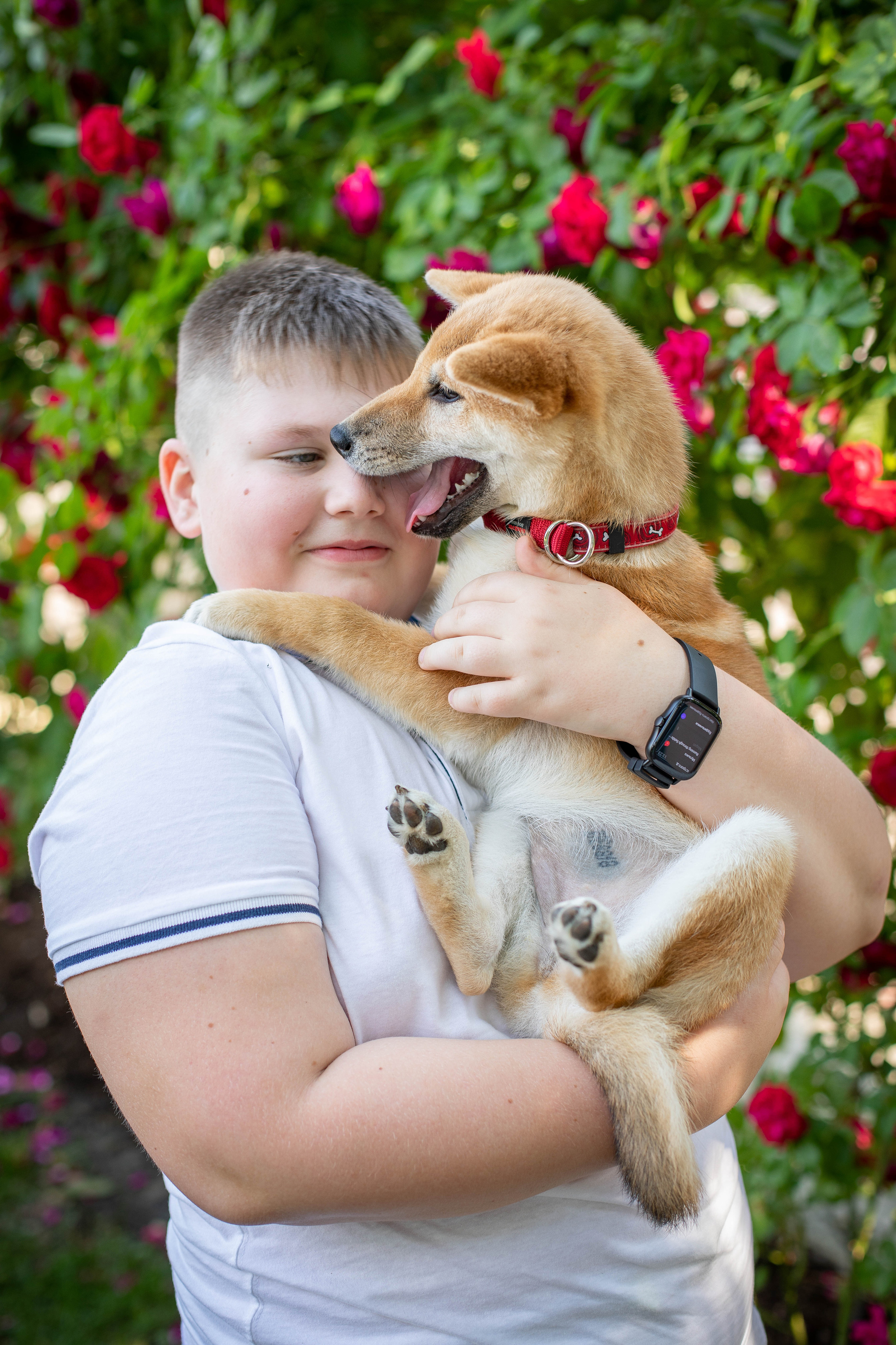 RUBYLIGHT JULY. AMERICAN AKITA RUBYLIGHT KENNEL I SHIBA-INU