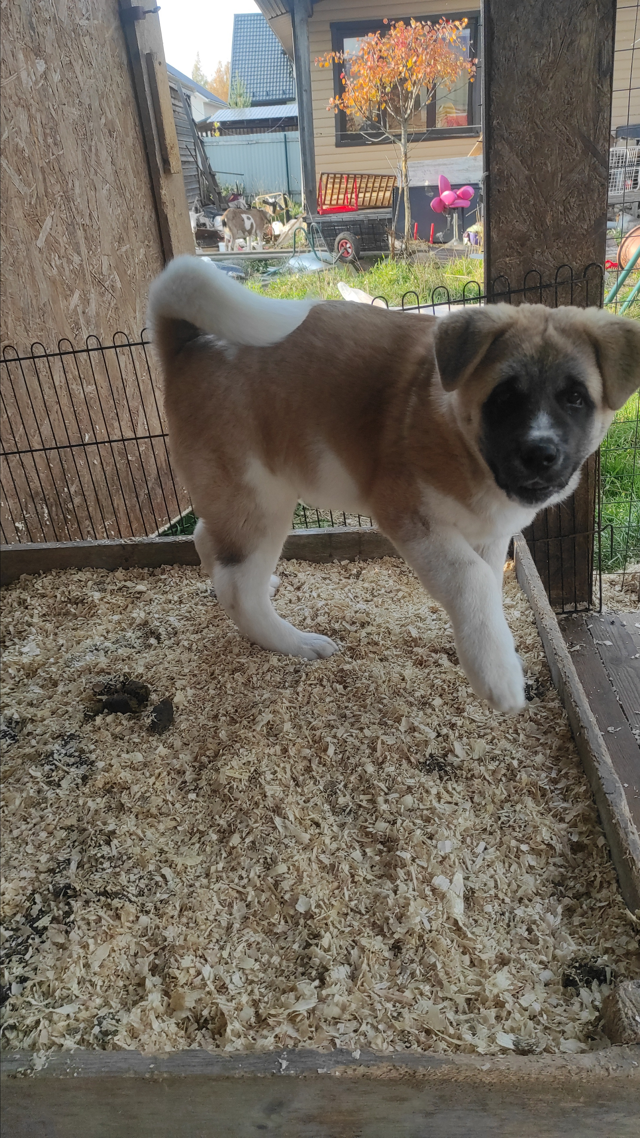 Американская акита питомник RUBYLIGHT. Американская акита I Сиба ину I Питомник RUBYLIGHT