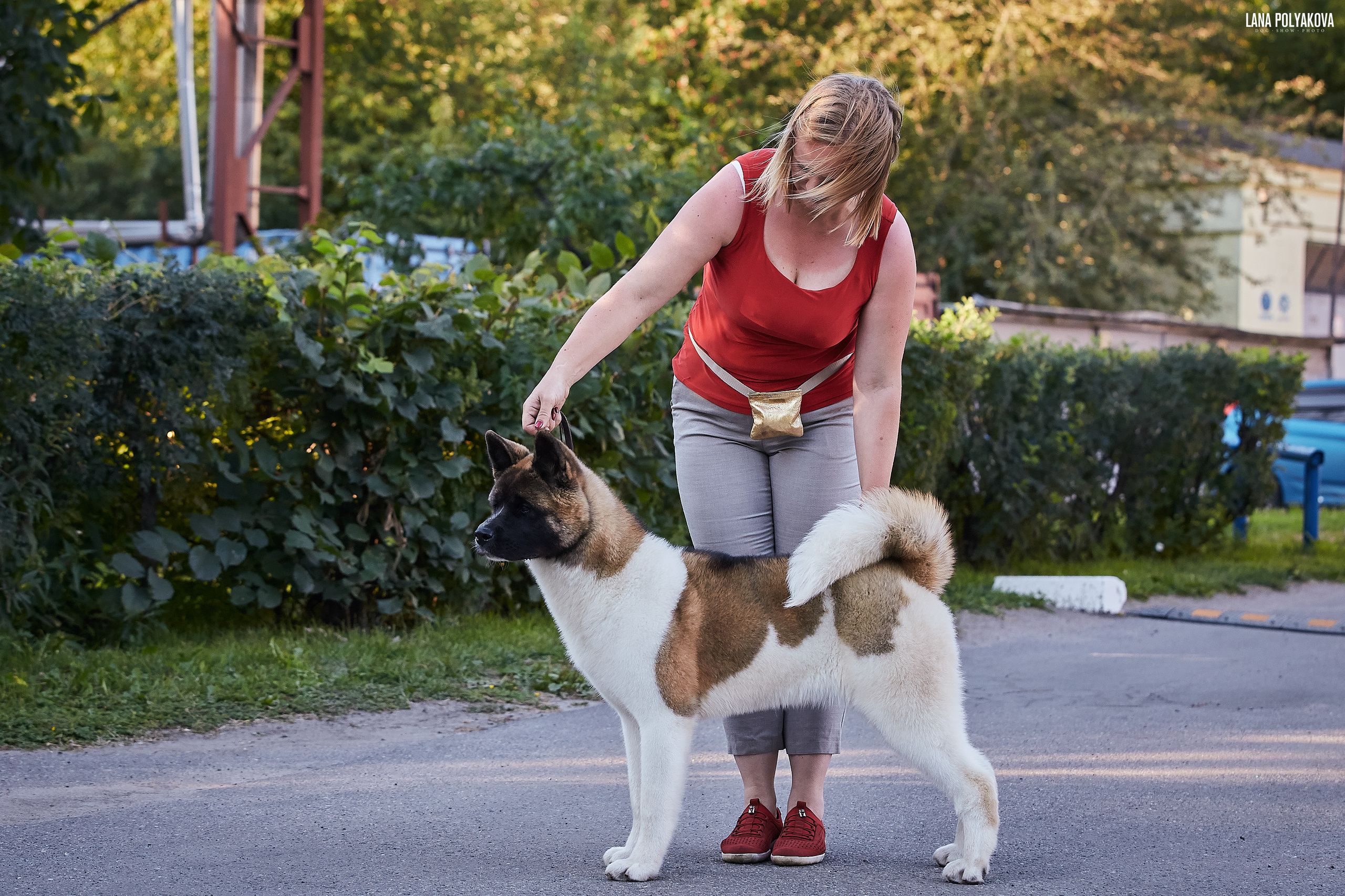 RUBYLIGHT BIYA * Бия американская акита Рубилайт щенки питомник