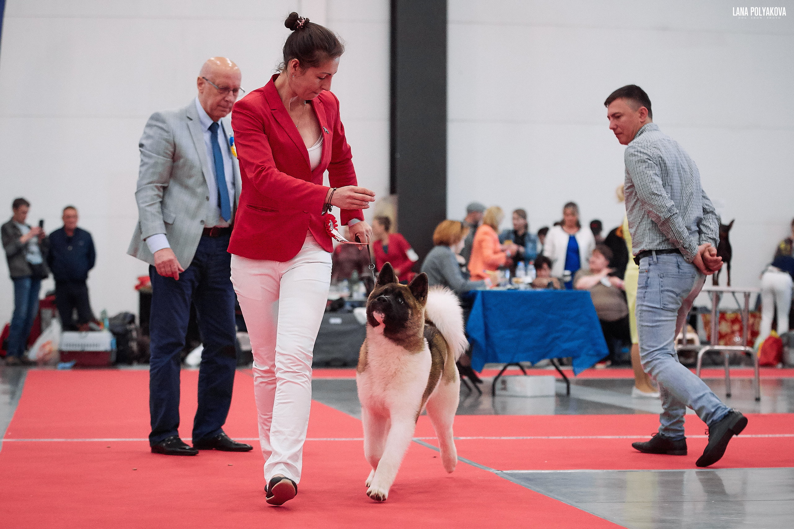 RUBYLIGHT BIYA * Бия американская акита Рубилайт щенки питомник