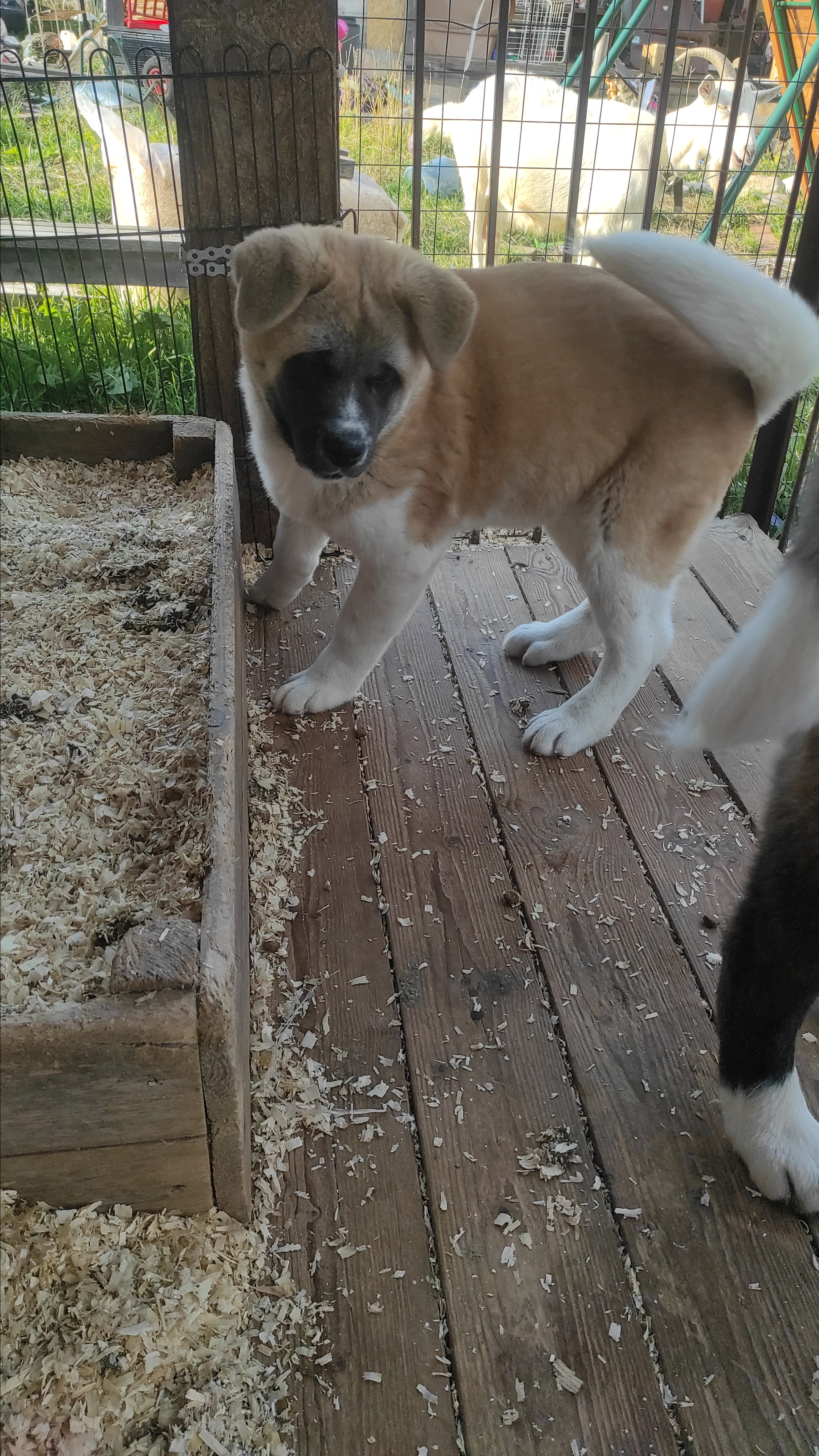 Американская акита питомник RUBYLIGHT. Американская акита I Сиба ину I Питомник RUBYLIGHT