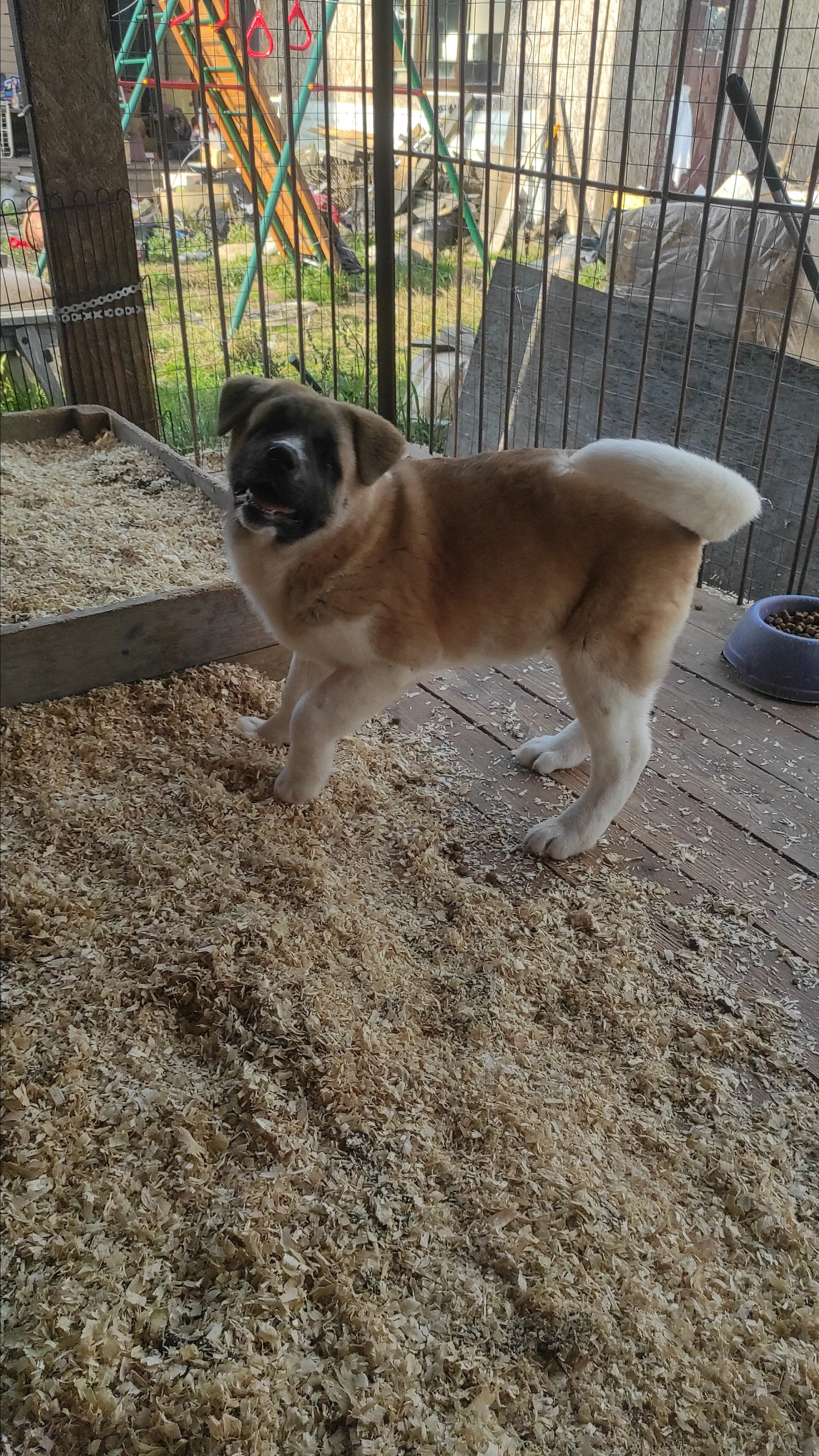 Американская акита питомник RUBYLIGHT. Американская акита I Сиба ину I Питомник RUBYLIGHT