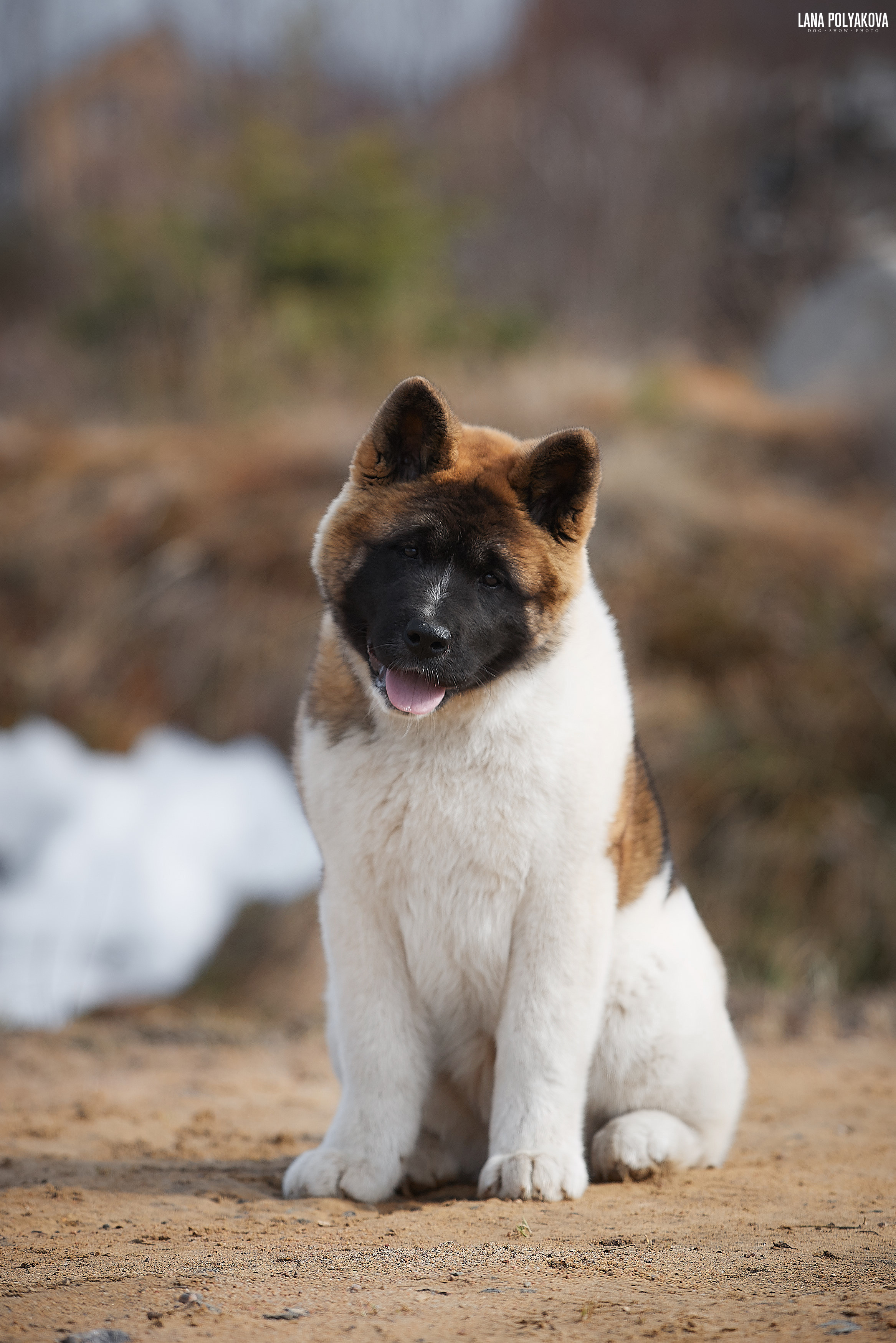 RUBYLIGHT BIYA * Бия американская акита Рубилайт щенки питомник