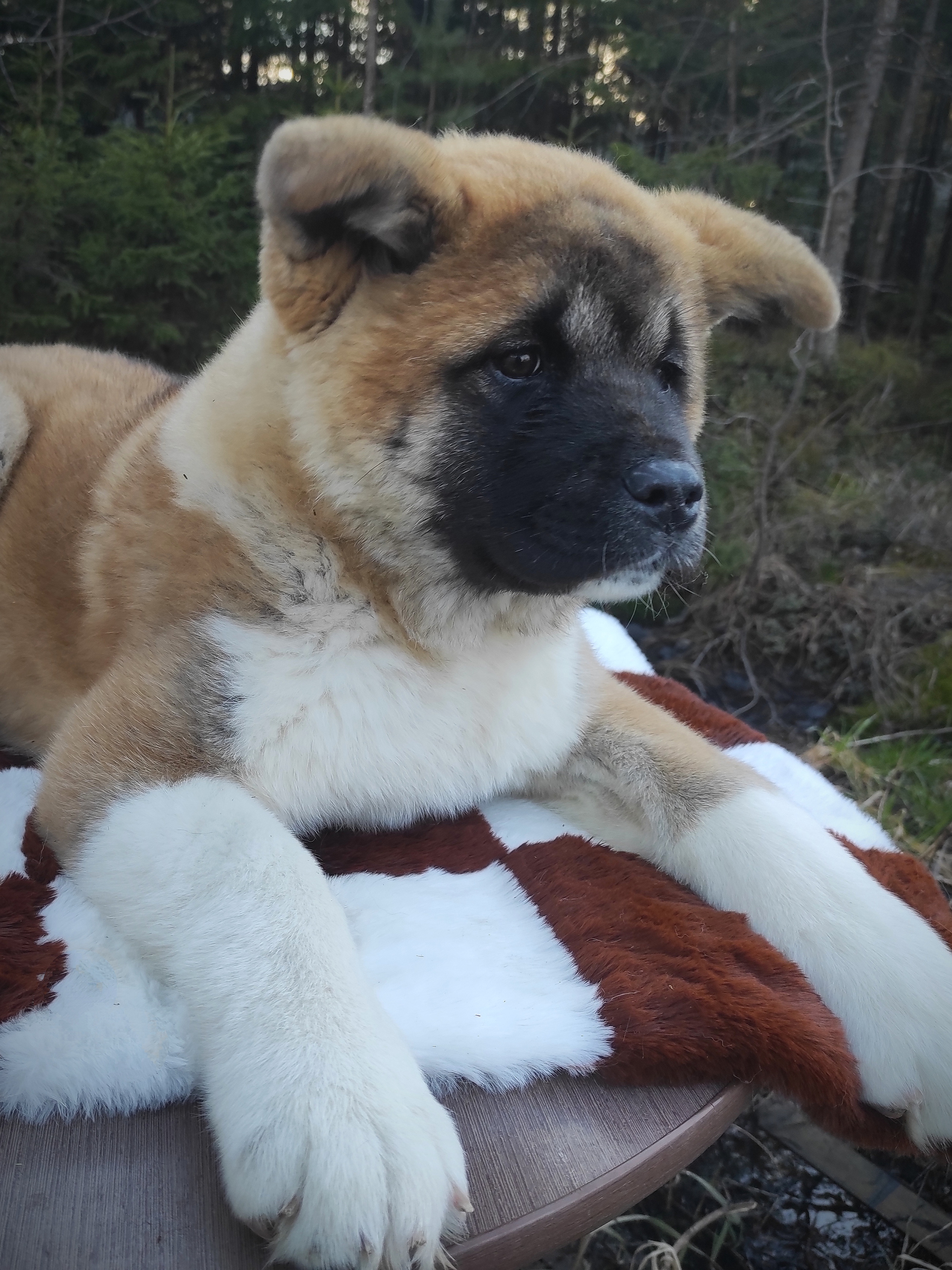 RUBYLIGHT HLOYA. AMERICAN AKITA RUBYLIGHT KENNEL I SHIBA-INU