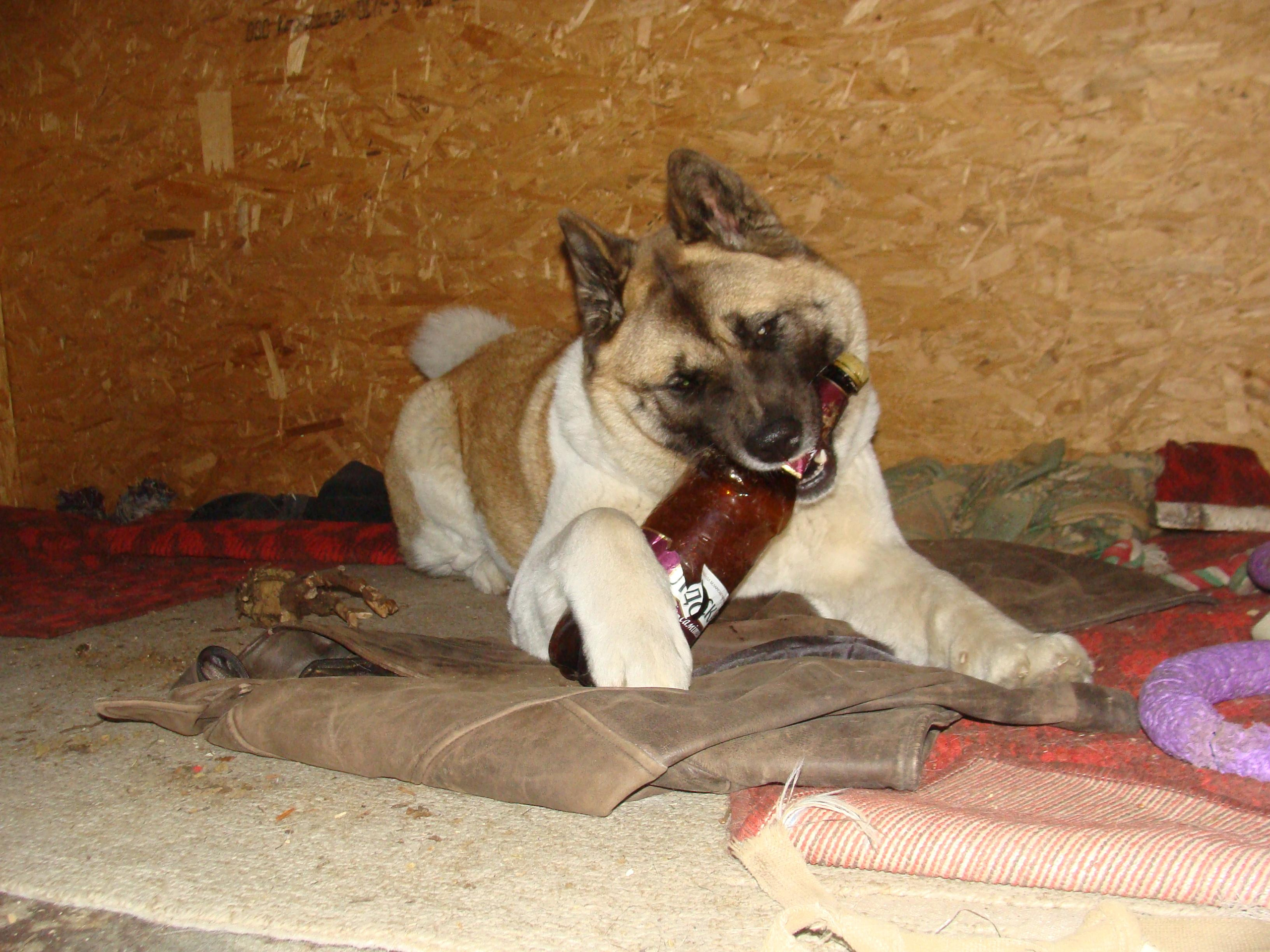 Svargas Domino * Даки. AMERICAN AKITA RUBYLIGHT KENNEL I SHIBA-INU