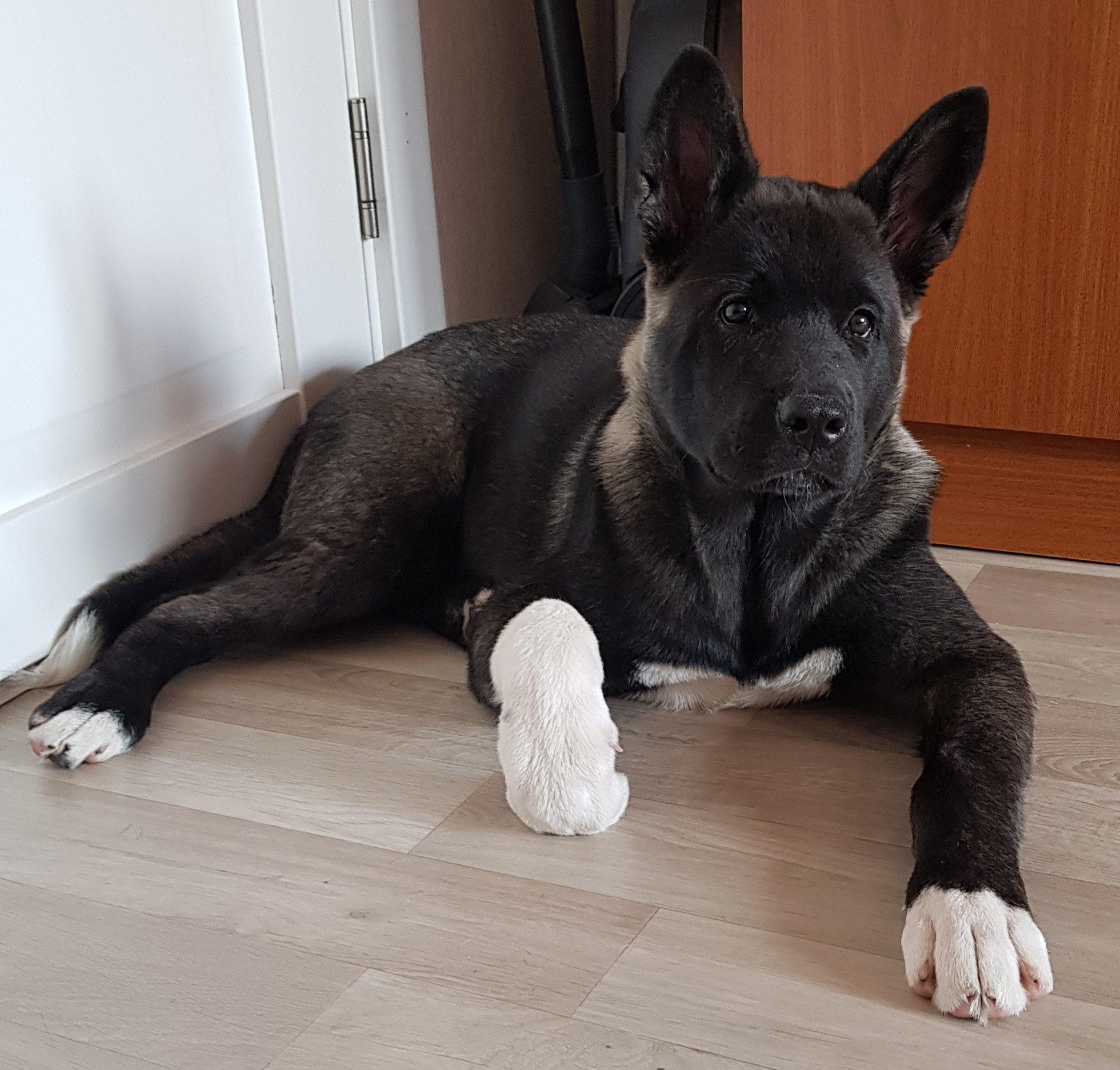 Американская акита питомник RUBYLIGHT. Американская акита I Сиба ину I Питомник RUBYLIGHT