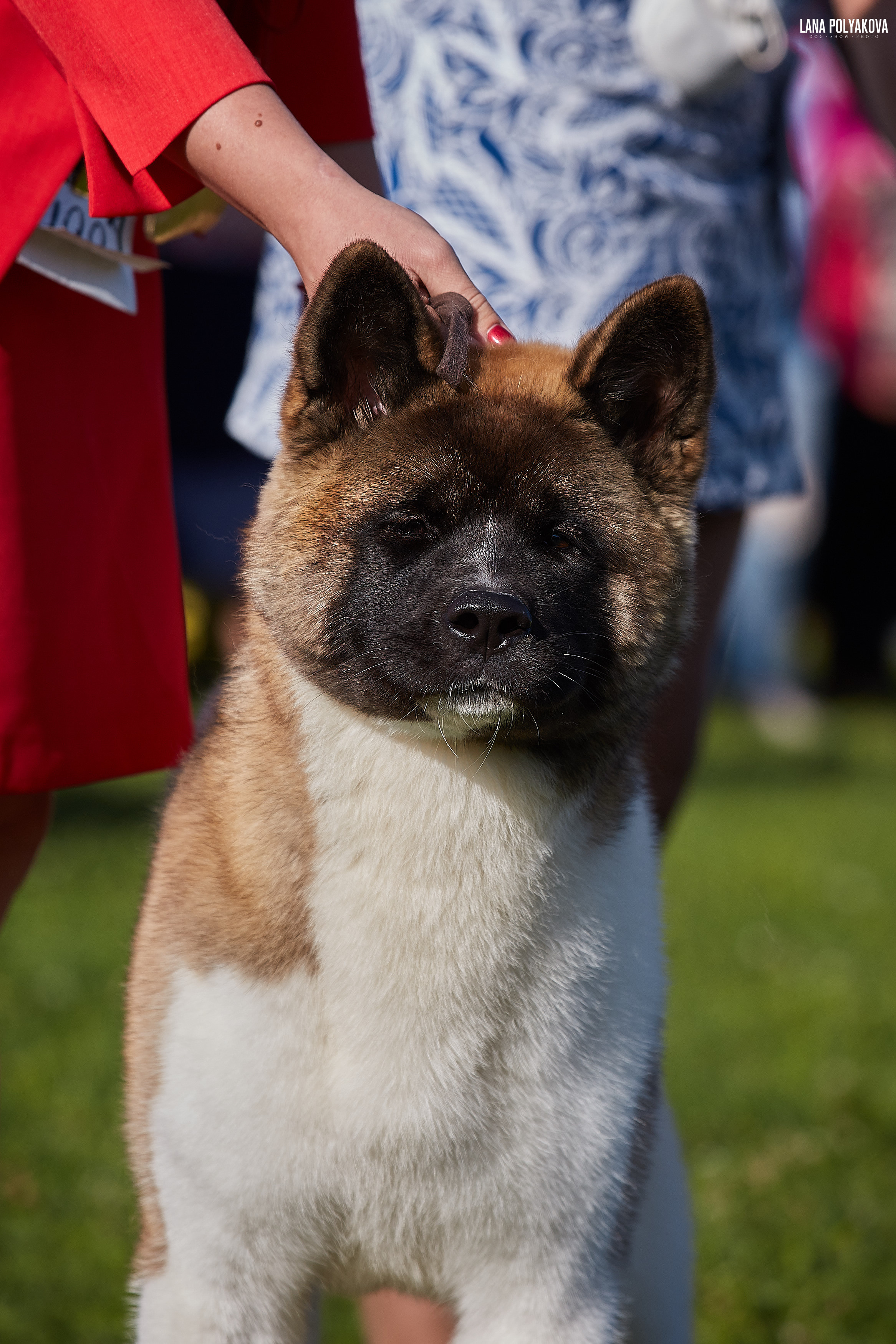 RUBYLIGHT BIYA * Бия американская акита Рубилайт щенки питомник