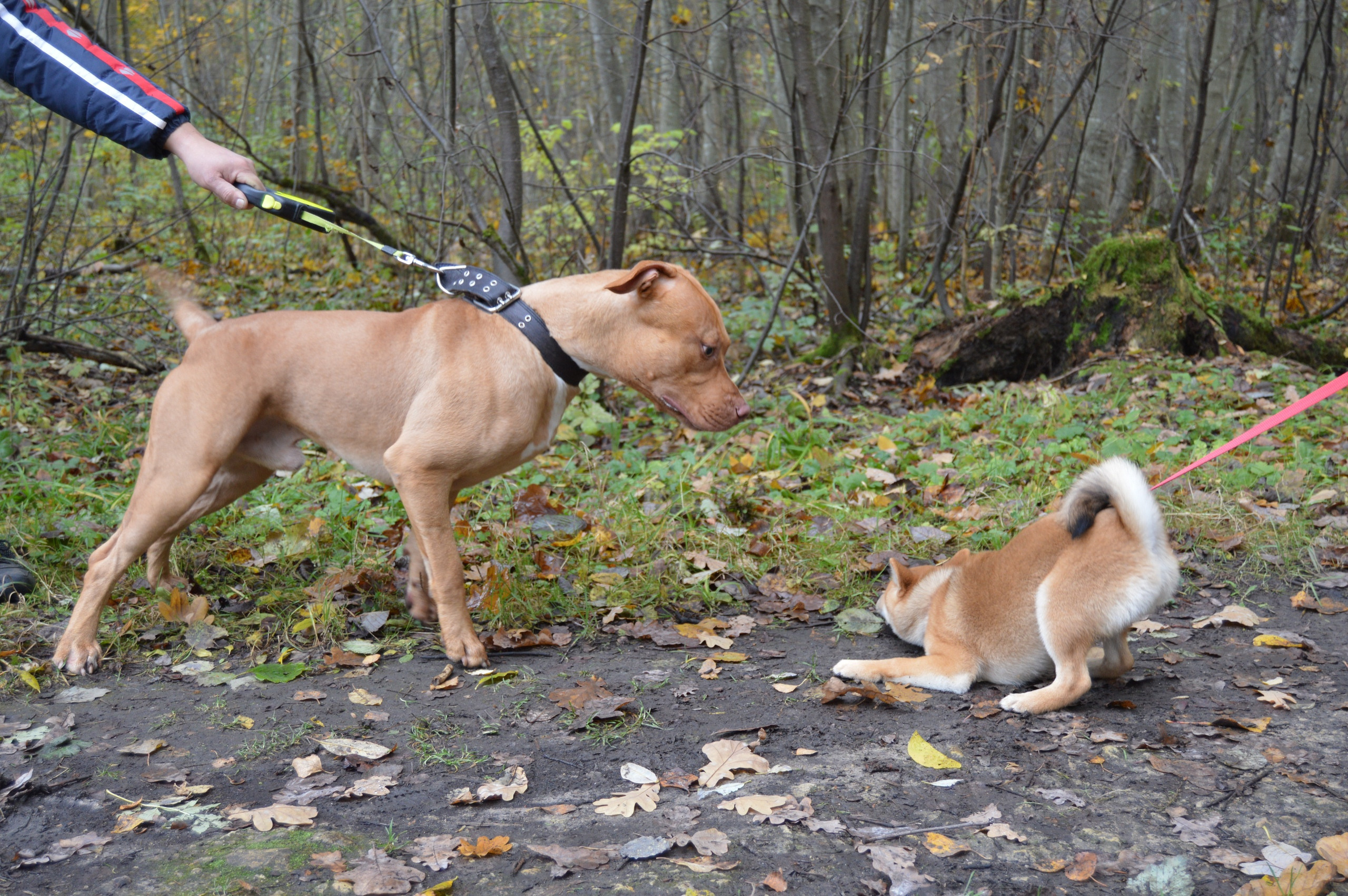 RUBYLIGHT DOLL * Долька (Отец: Хиро * HANDZIMEMESITE HIRO , Мать: Дэва * ZOLOTO PARTII DEVANA GODDESS OF HUNT) сиба