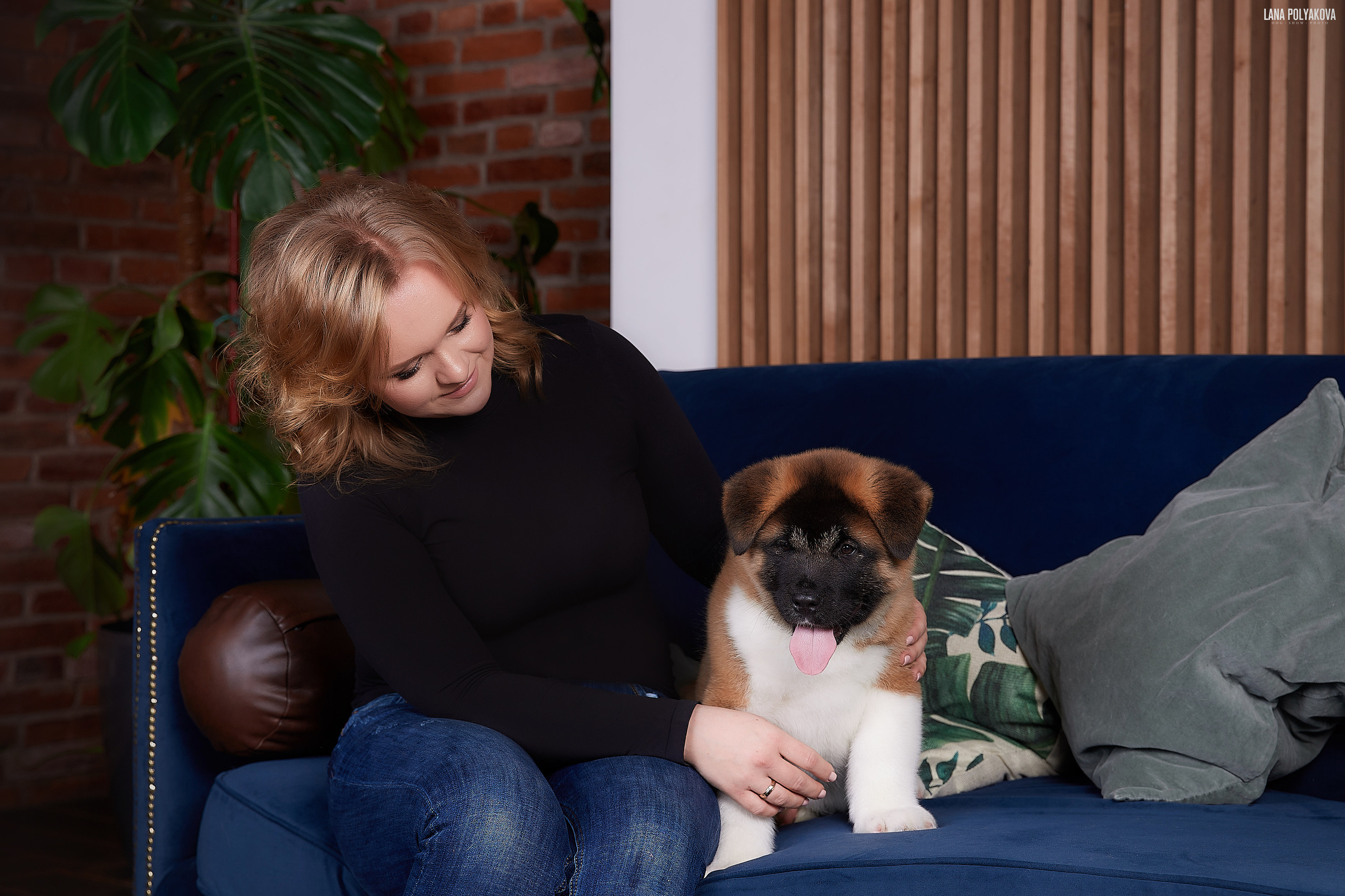 RUBYLIGHT BOREALIS * Боря. AMERICAN AKITA RUBYLIGHT KENNEL I SHIBA-INU