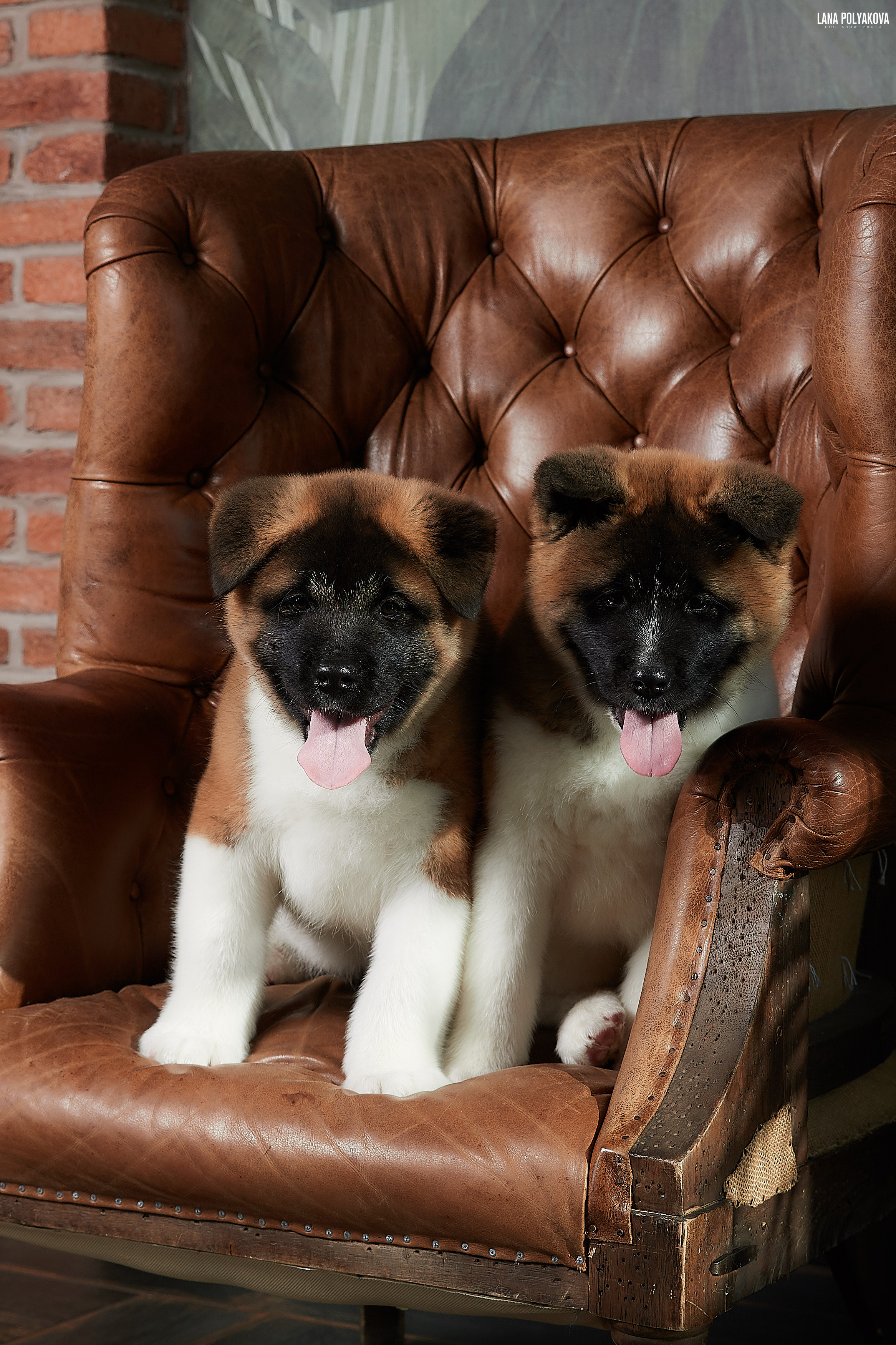 Американская акита питомник RUBYLIGHT. Американская акита I Сиба ину I Питомник RUBYLIGHT