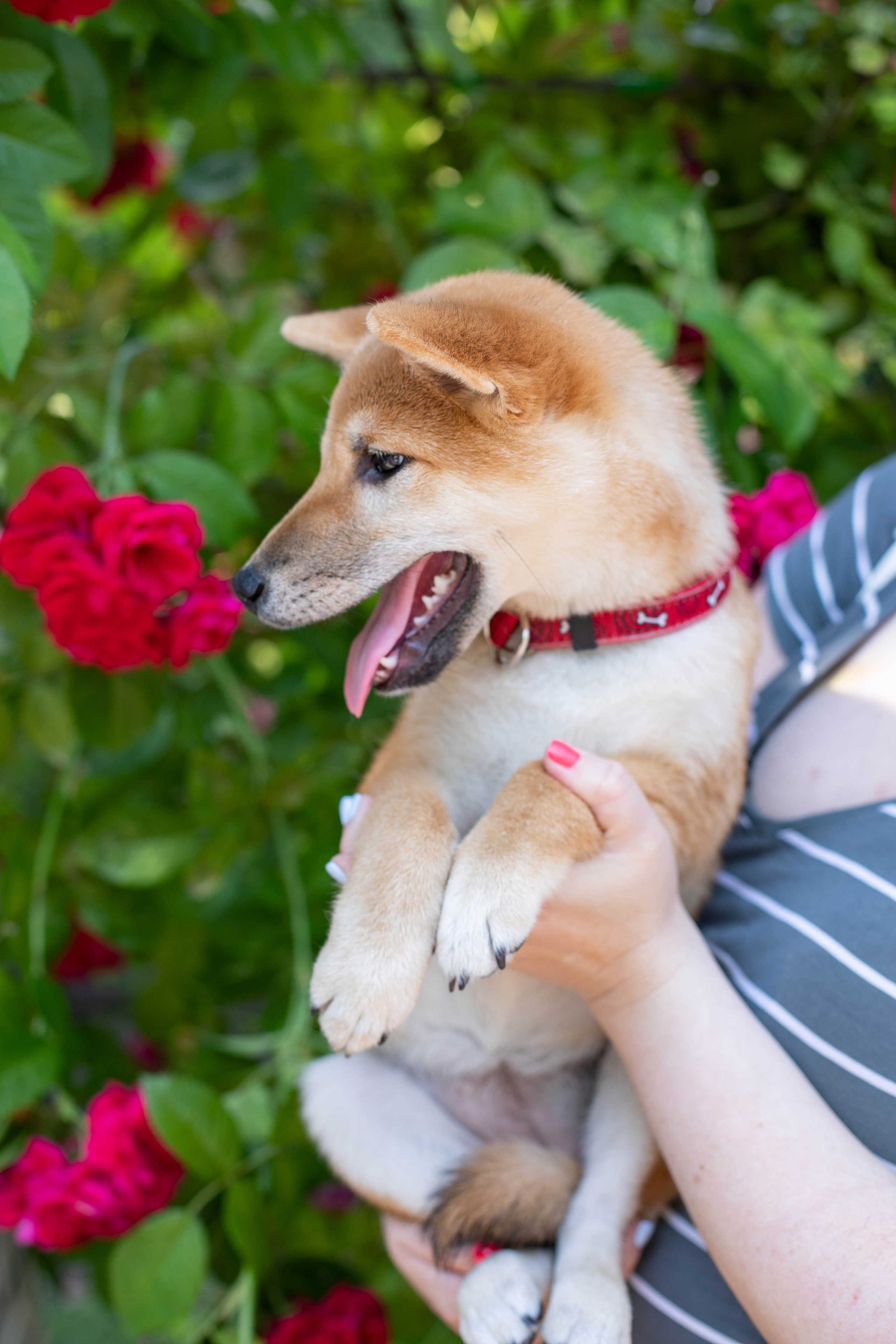 RUBYLIGHT JULY. AMERICAN AKITA RUBYLIGHT KENNEL I SHIBA-INU