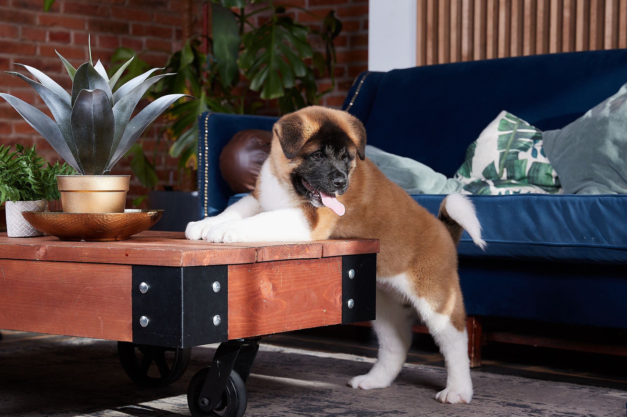 RUBYLIGHT BOREALIS * Боря. AMERICAN AKITA RUBYLIGHT KENNEL I SHIBA-INU