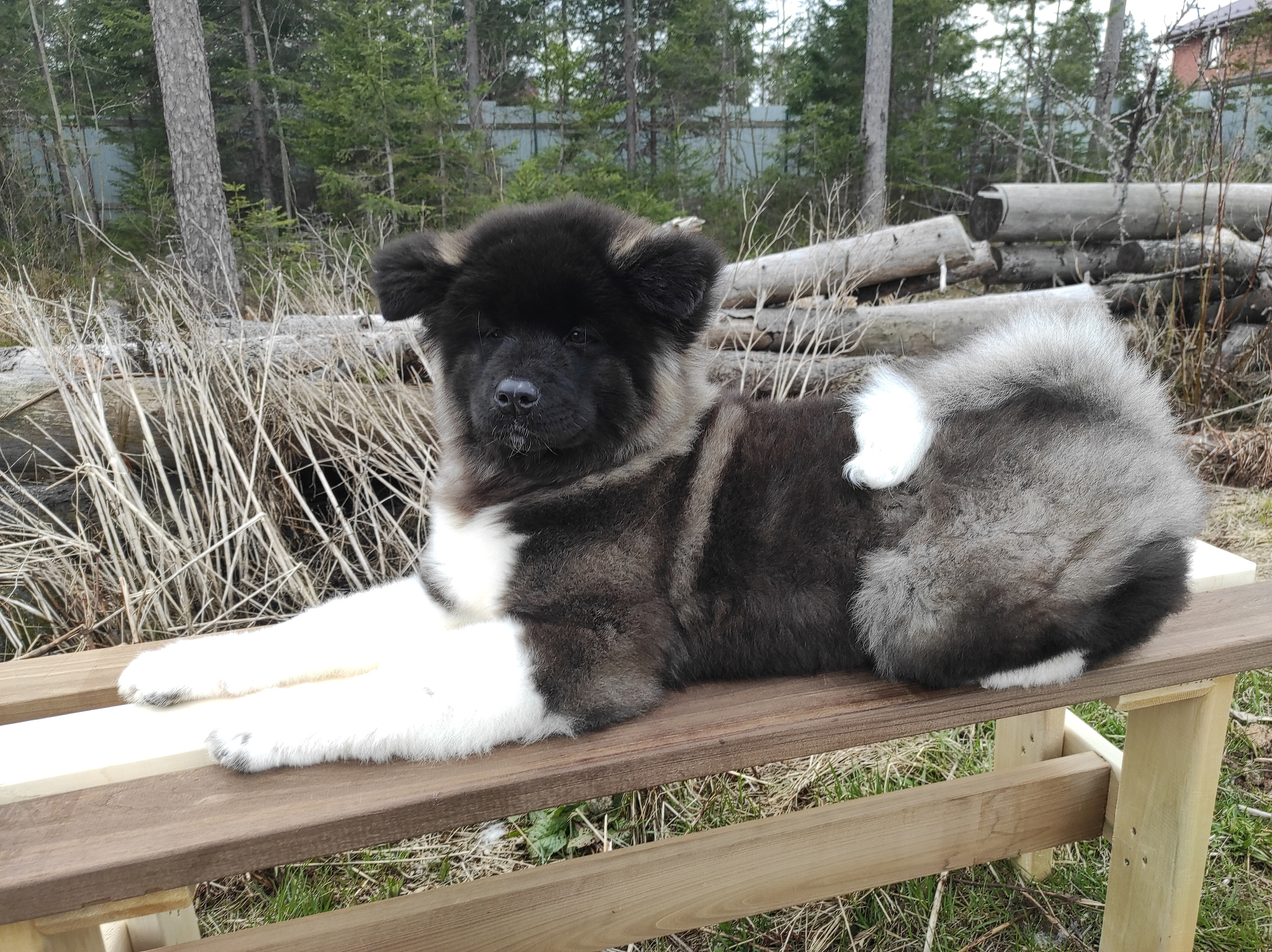 RUBYLIGHT HANNA * Ханна. AMERICAN AKITA RUBYLIGHT KENNEL I SHIBA-INU