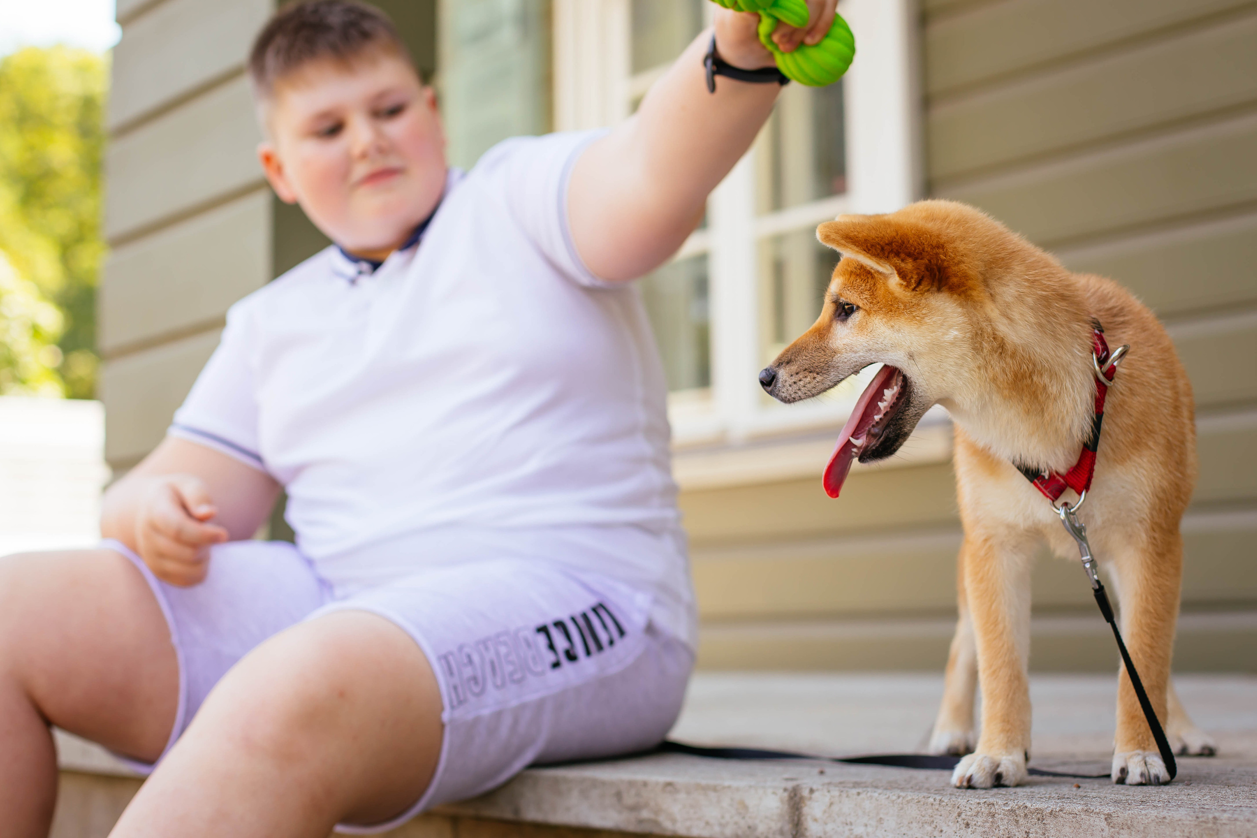 RUBYLIGHT JULY. AMERICAN AKITA RUBYLIGHT KENNEL I SHIBA-INU