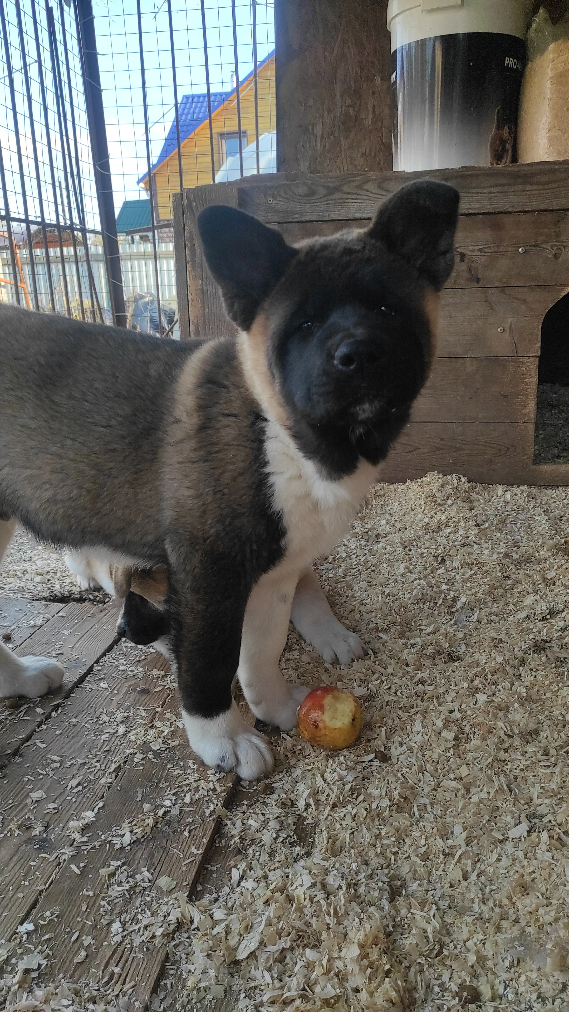 RUBYLIGHT Kiros. AMERICAN AKITA RUBYLIGHT KENNEL I SHIBA-INU
