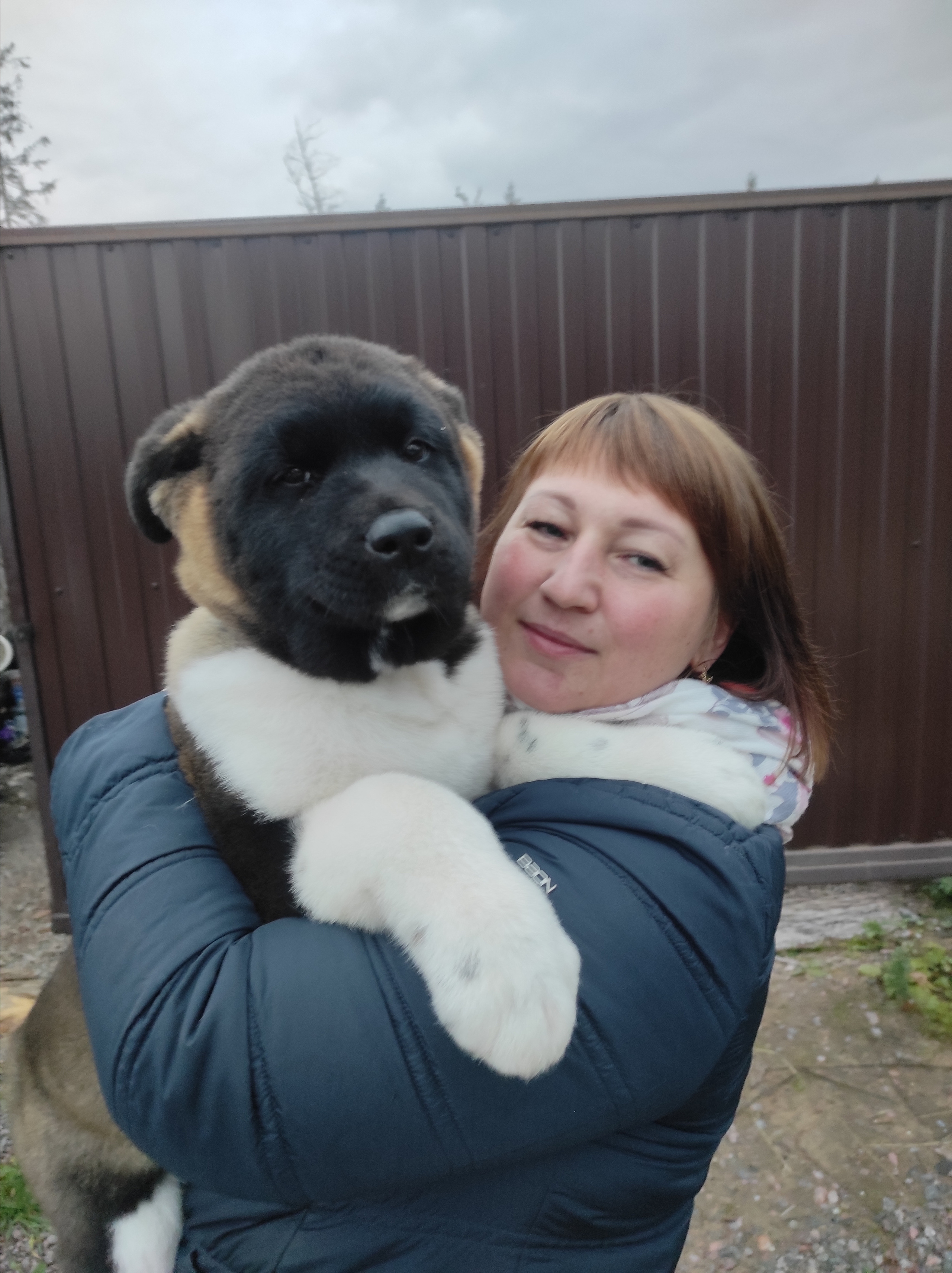 Американская акита питомник RUBYLIGHT. Американская акита I Сиба ину I Питомник RUBYLIGHT