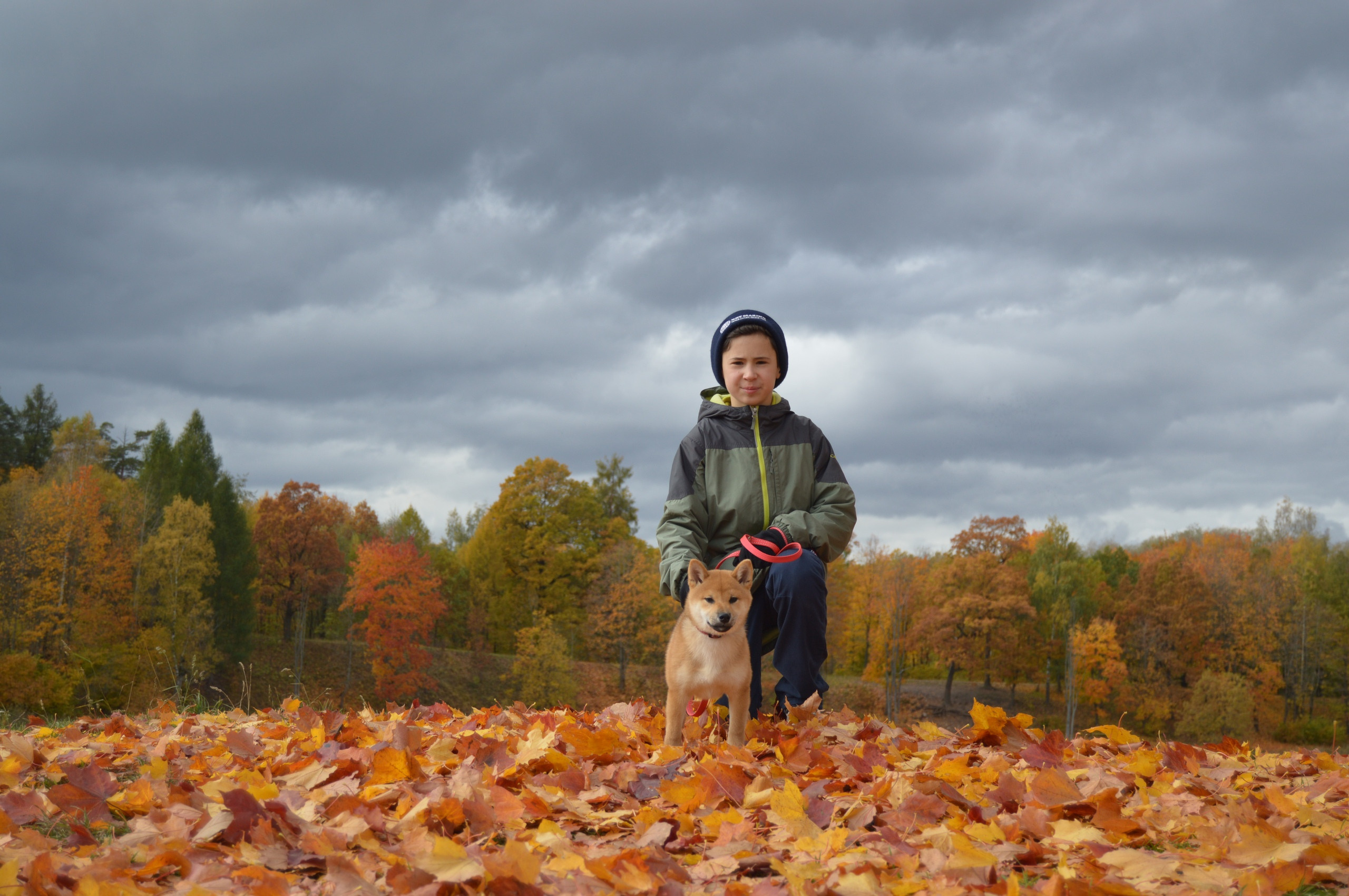 RUBYLIGHT DOLL * Долька (Отец: Хиро * HANDZIMEMESITE HIRO , Мать: Дэва * ZOLOTO PARTII DEVANA GODDESS OF HUNT) сиба