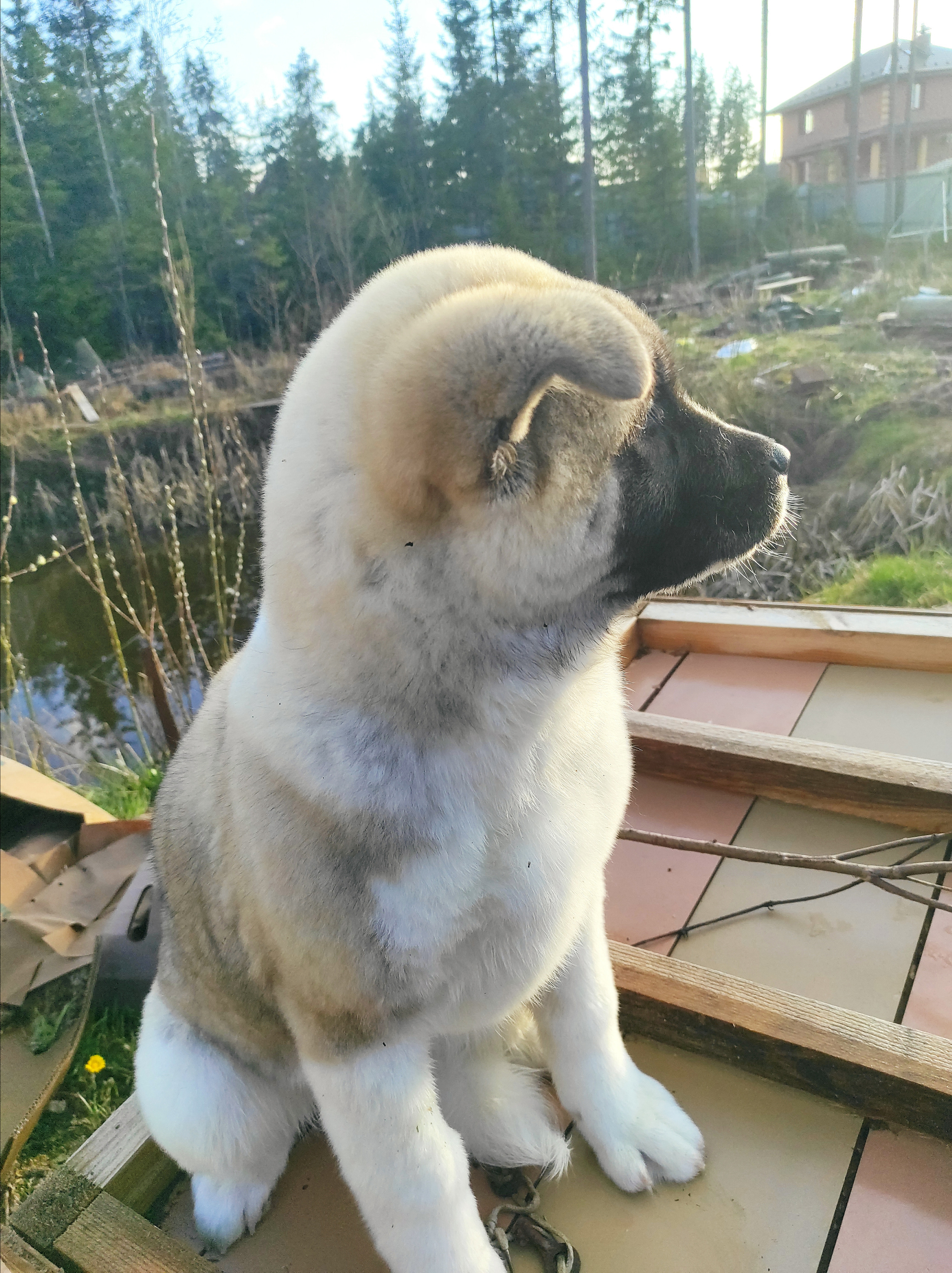 RUBYLIGHT HEL'. AMERICAN AKITA RUBYLIGHT KENNEL I SHIBA-INU