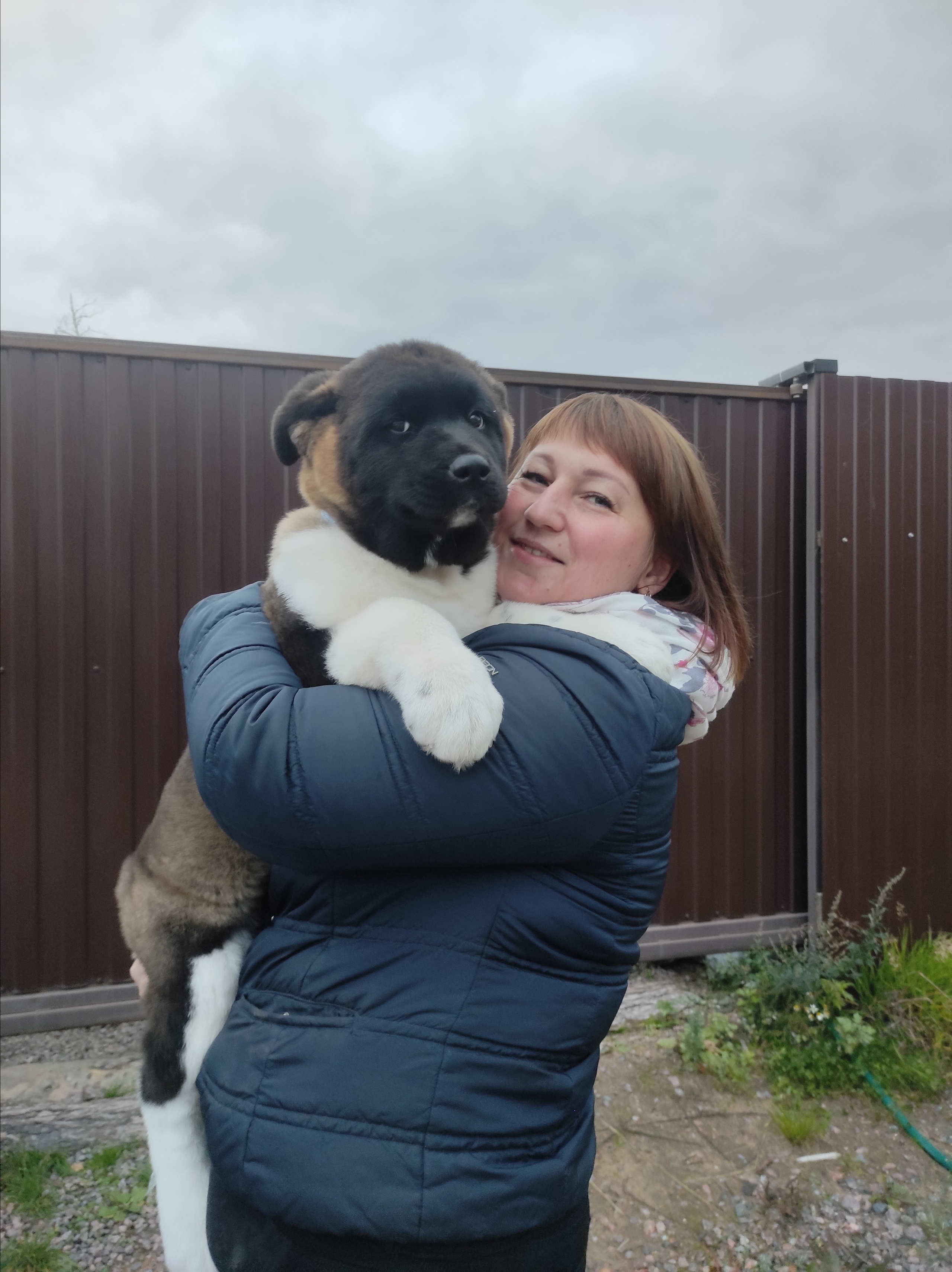 Американская акита питомник RUBYLIGHT. Американская акита I Сиба ину I Питомник RUBYLIGHT