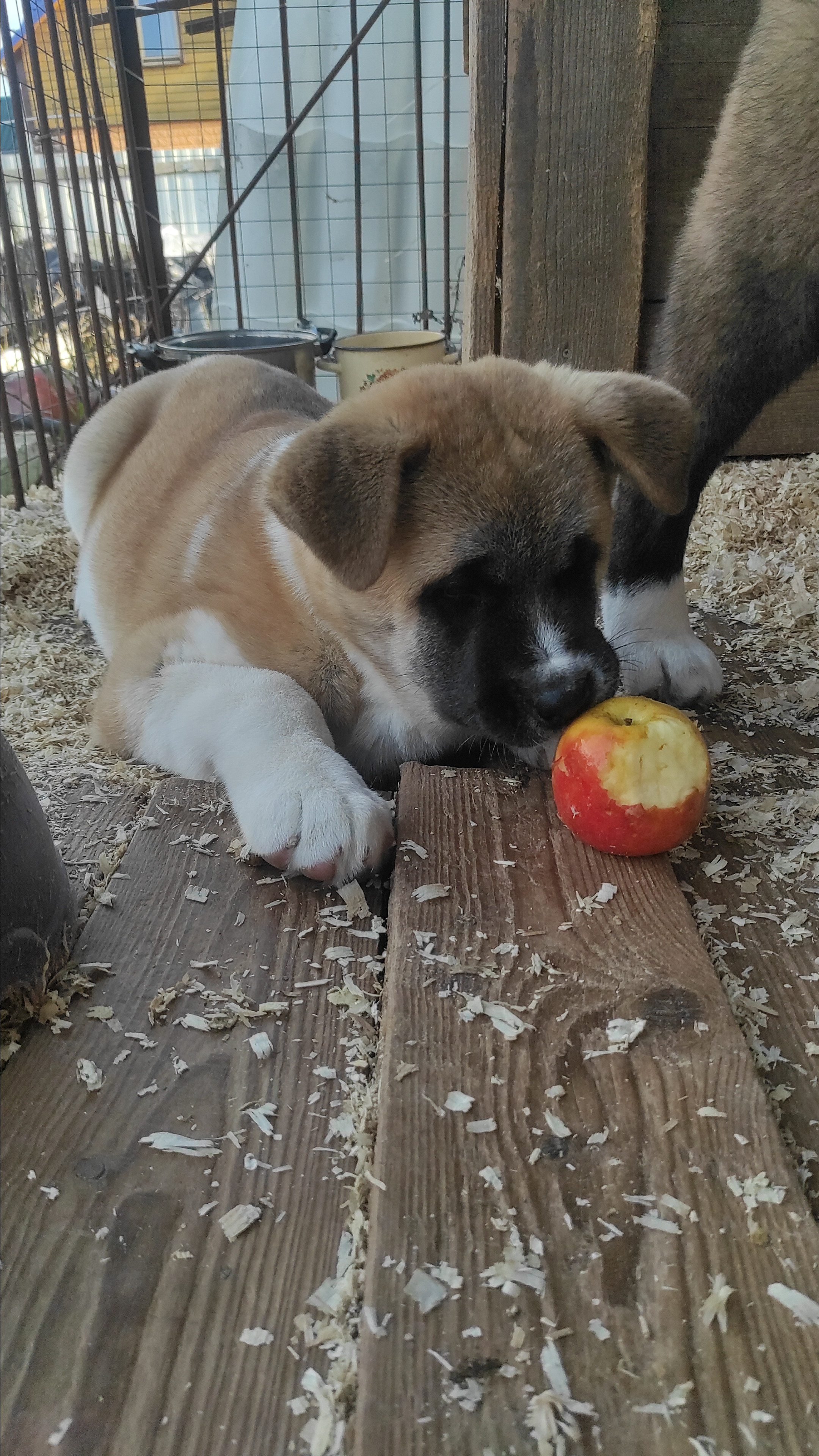 Американская акита питомник RUBYLIGHT. Американская акита I Сиба ину I Питомник RUBYLIGHT