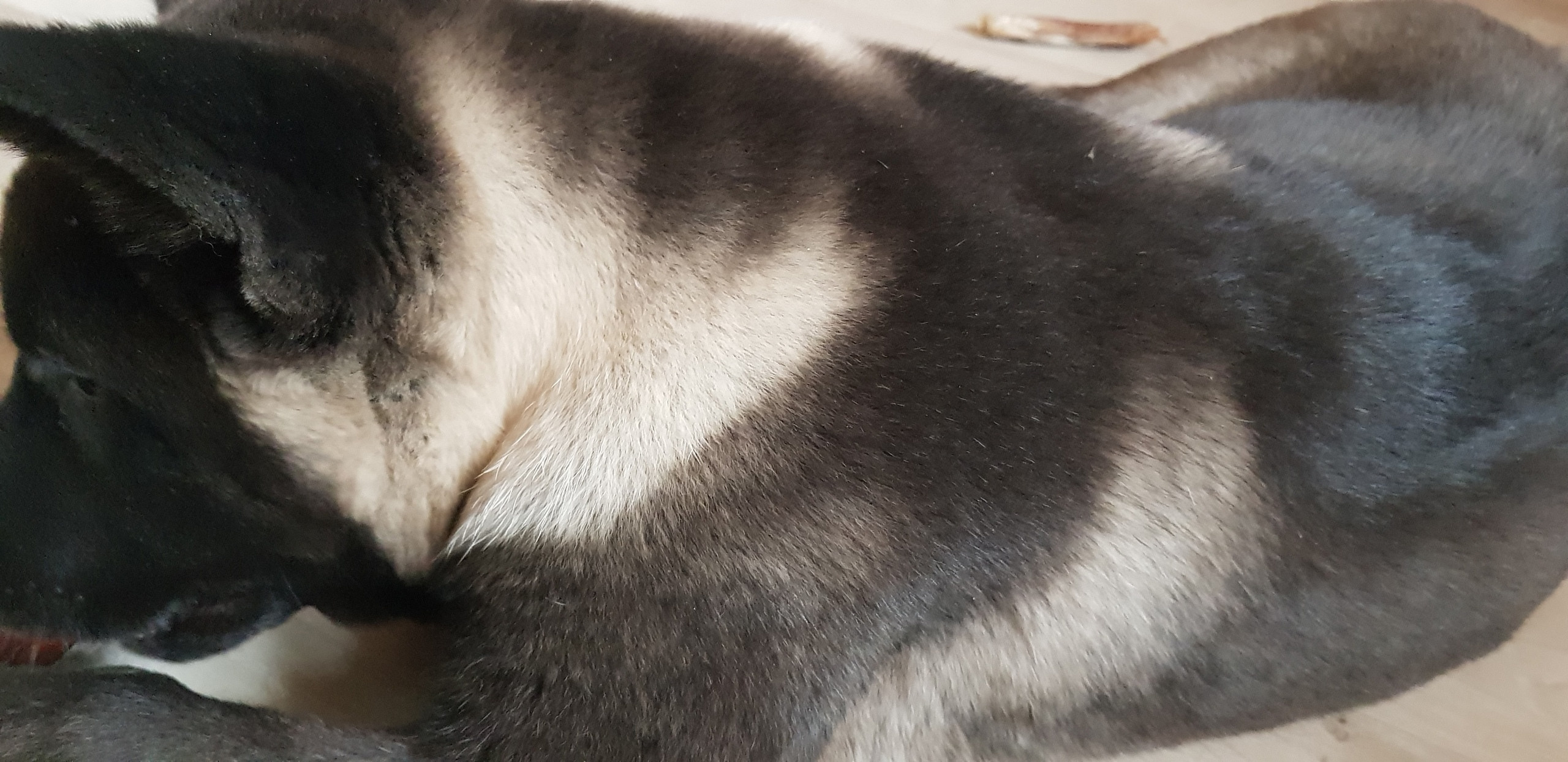 Американская акита питомник RUBYLIGHT. Американская акита I Сиба ину I Питомник RUBYLIGHT