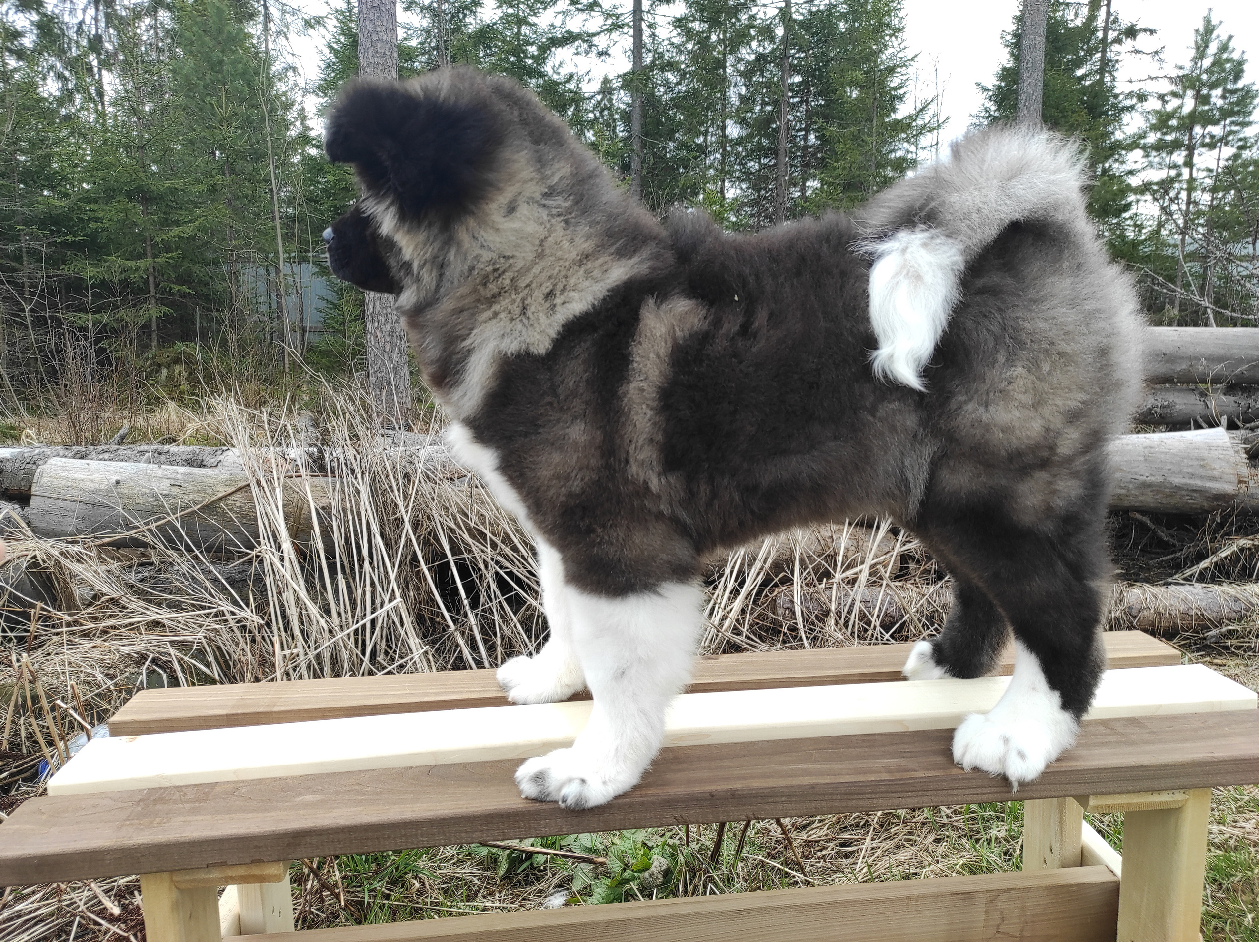 RUBYLIGHT HANNA * Ханна. AMERICAN AKITA RUBYLIGHT KENNEL I SHIBA-INU