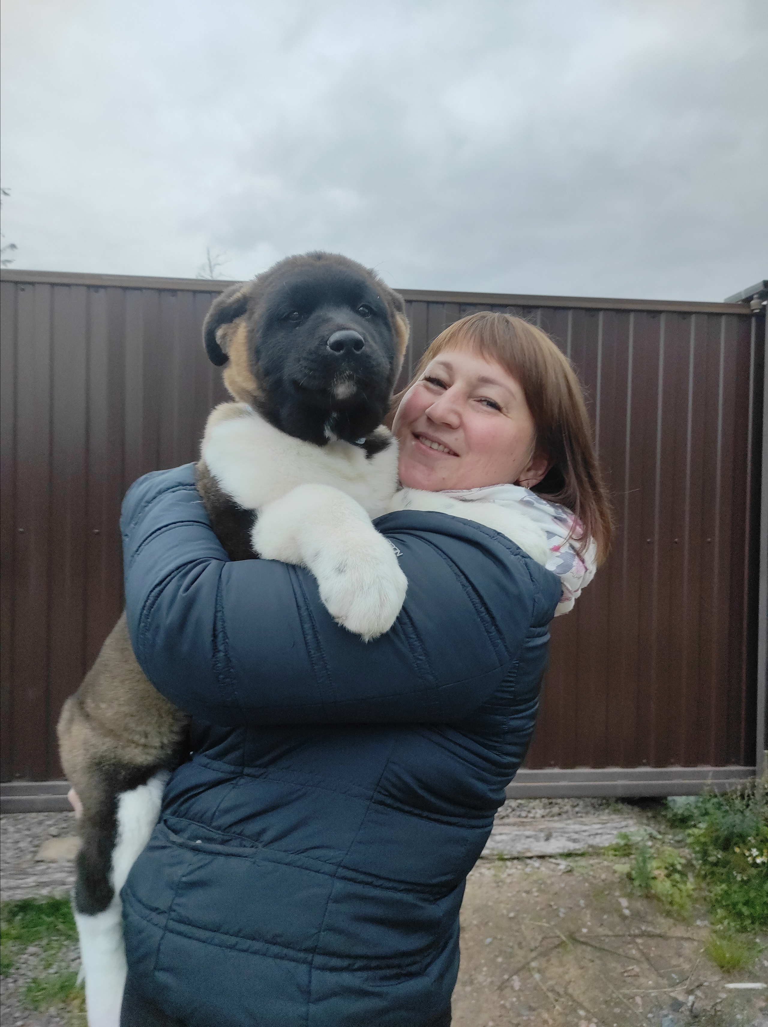 Американская акита питомник RUBYLIGHT. Американская акита I Сиба ину I Питомник RUBYLIGHT