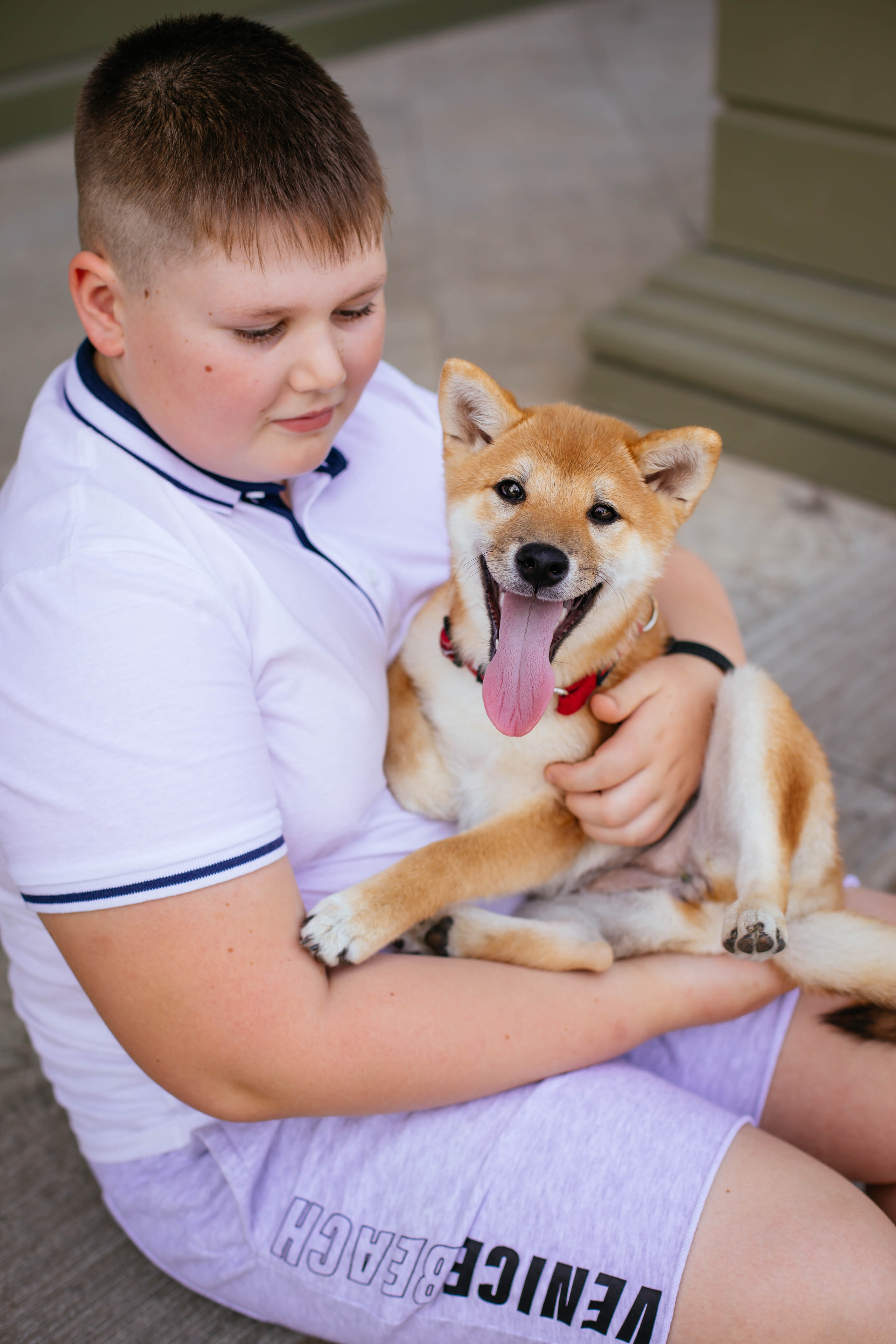 RUBYLIGHT JULY. AMERICAN AKITA RUBYLIGHT KENNEL I SHIBA-INU