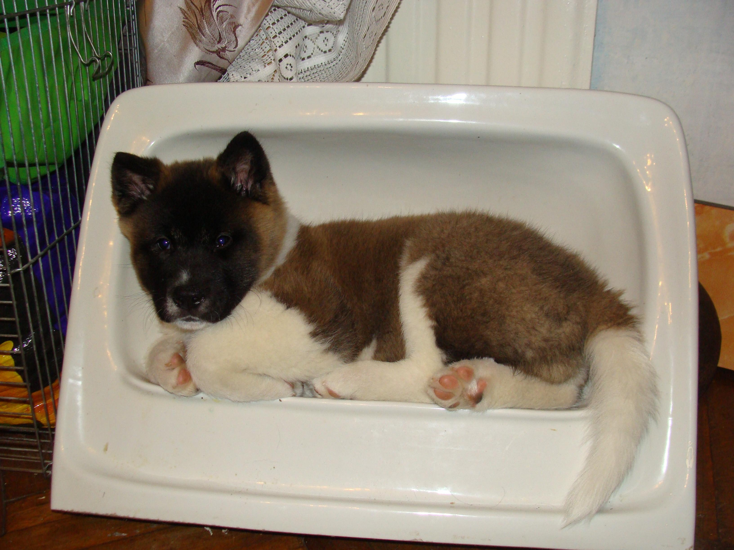 Svargas Domino * Даки. AMERICAN AKITA RUBYLIGHT KENNEL I SHIBA-INU