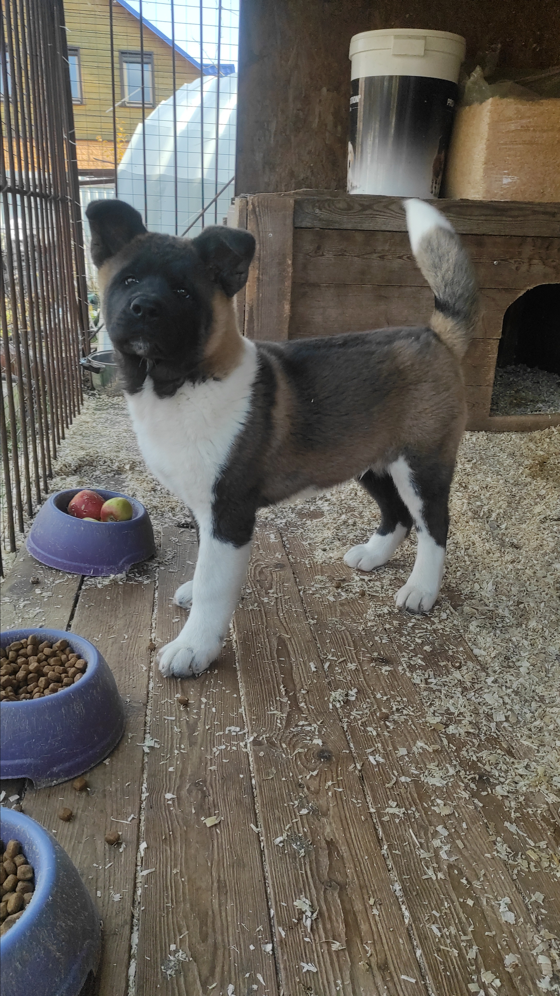 RUBYLIGHT Kiros. AMERICAN AKITA RUBYLIGHT KENNEL I SHIBA-INU