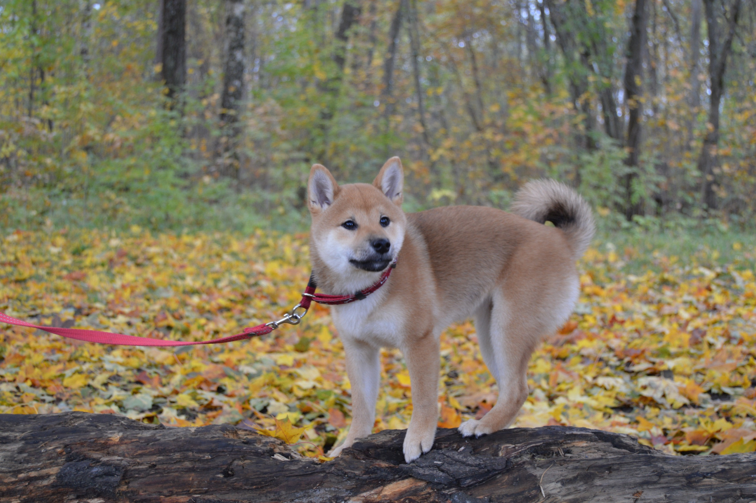 RUBYLIGHT DOLL * Долька (Отец: Хиро * HANDZIMEMESITE HIRO , Мать: Дэва * ZOLOTO PARTII DEVANA GODDESS OF HUNT) сиба