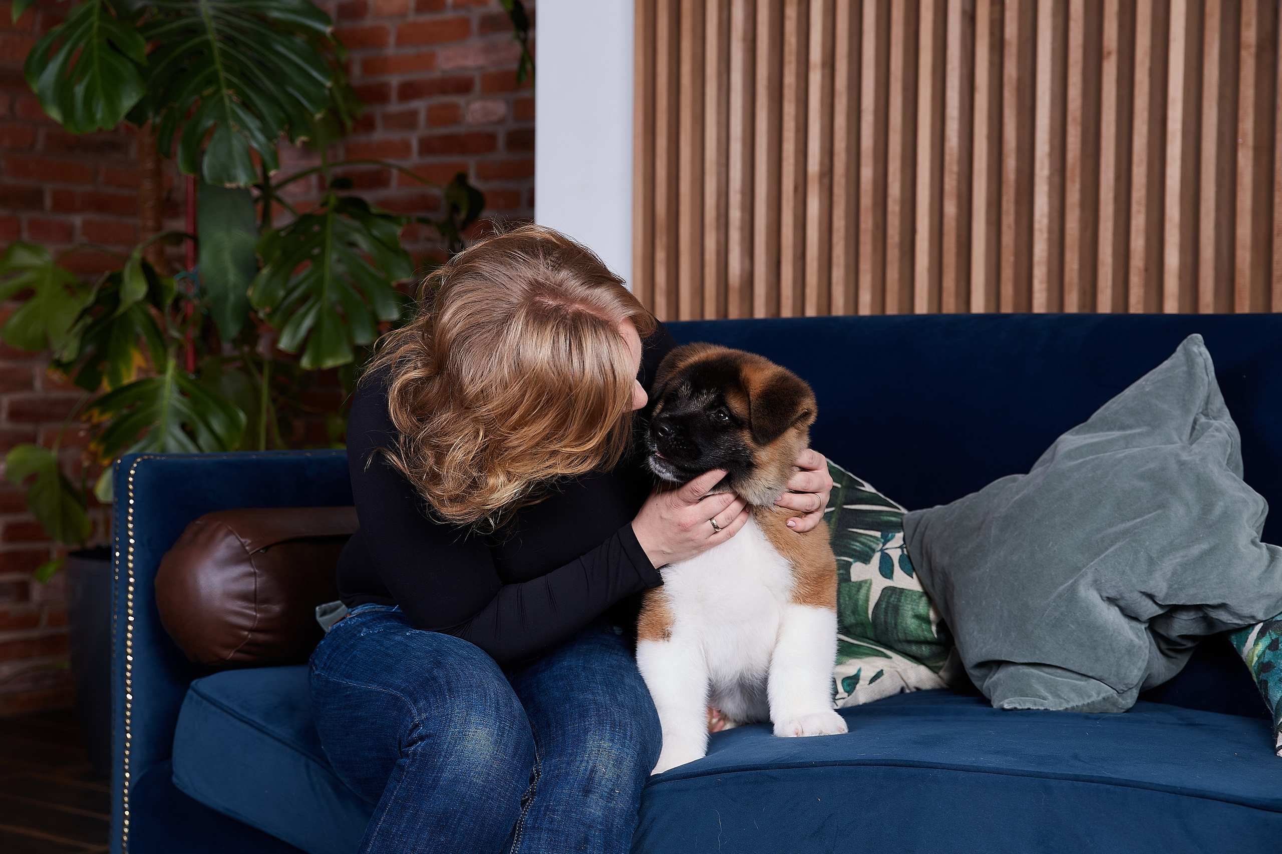 RUBYLIGHT BOREALIS * Боря. AMERICAN AKITA RUBYLIGHT KENNEL I SHIBA-INU