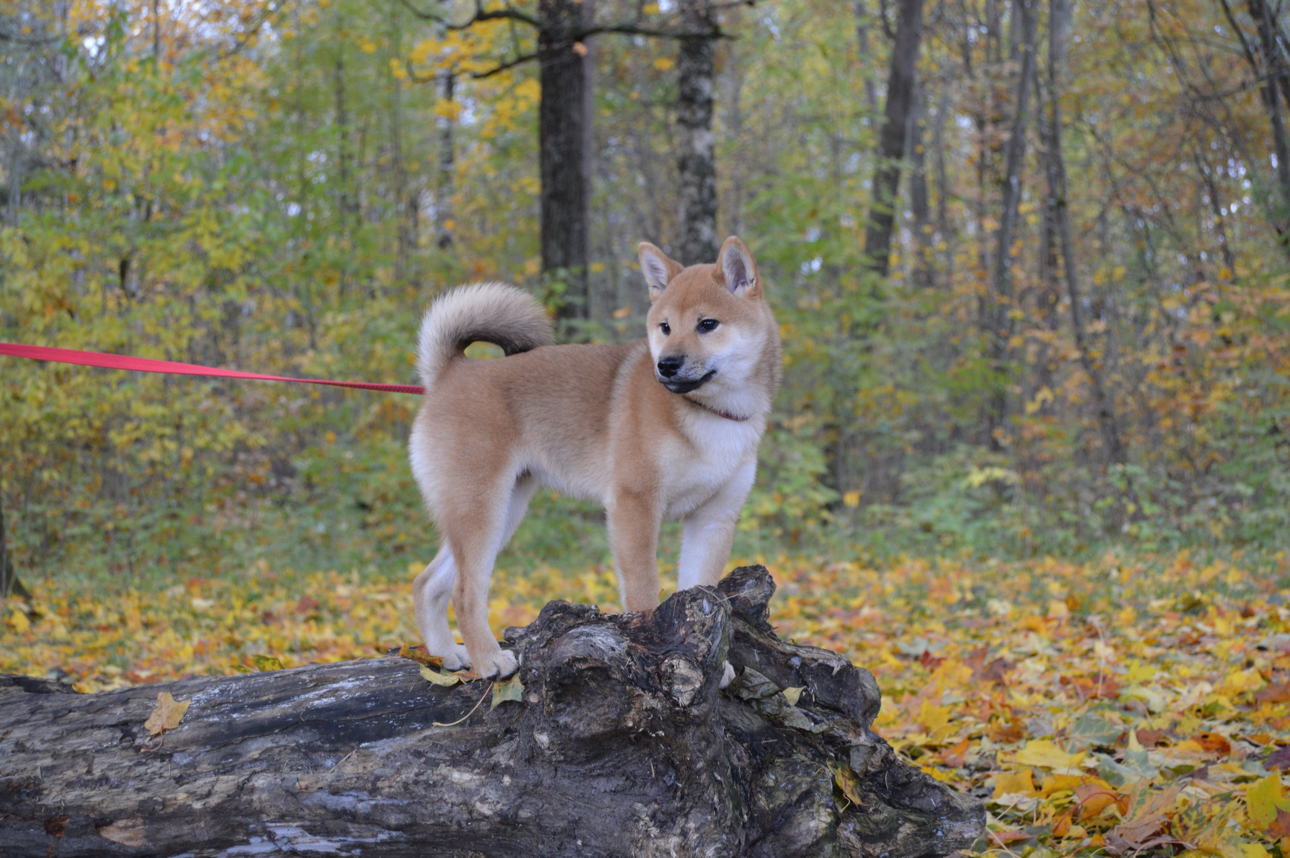 RUBYLIGHT DOLL * Долька (Отец: Хиро * HANDZIMEMESITE HIRO , Мать: Дэва * ZOLOTO PARTII DEVANA GODDESS OF HUNT) сиба