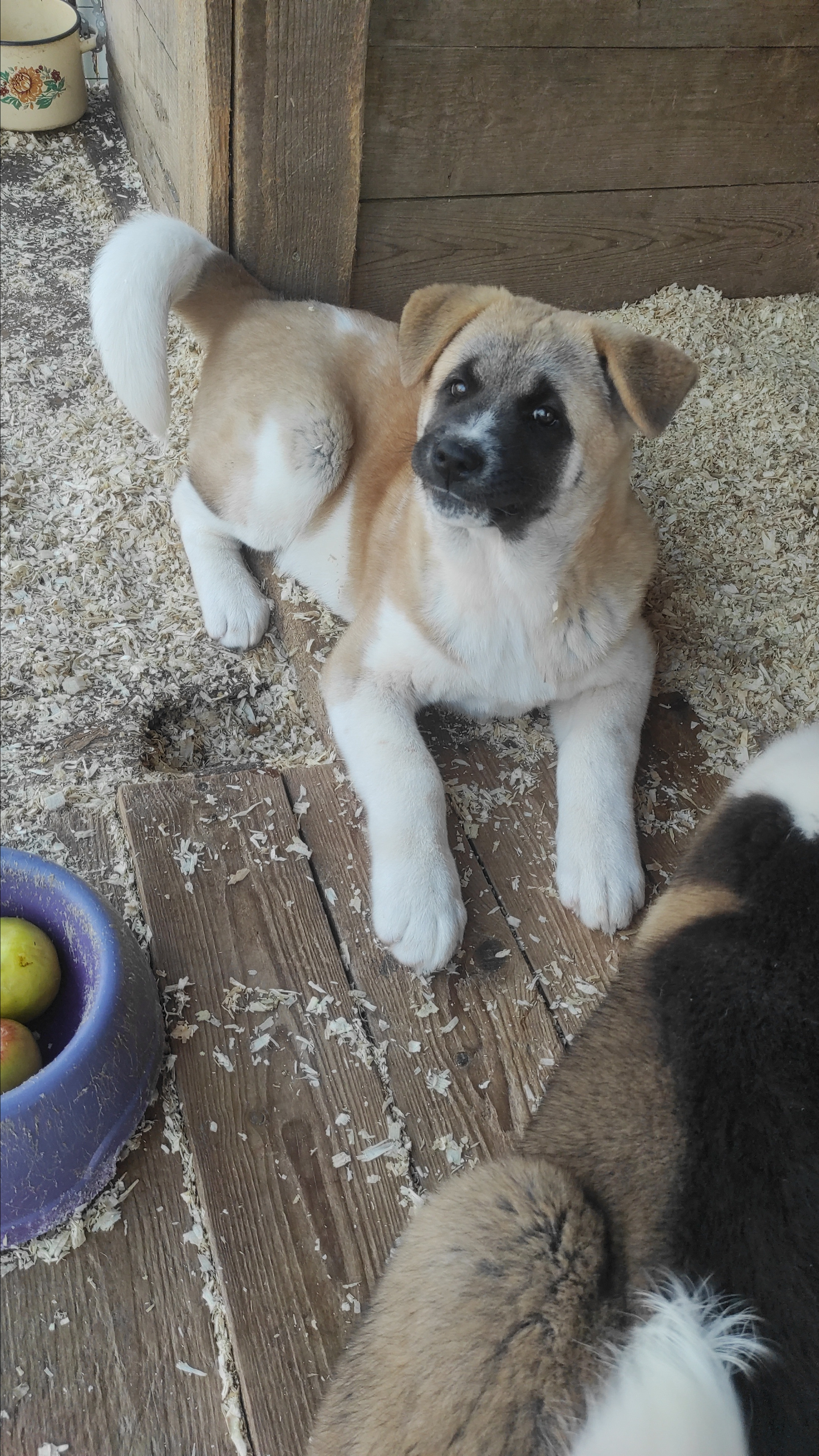 Американская акита питомник RUBYLIGHT. Американская акита I Сиба ину I Питомник RUBYLIGHT