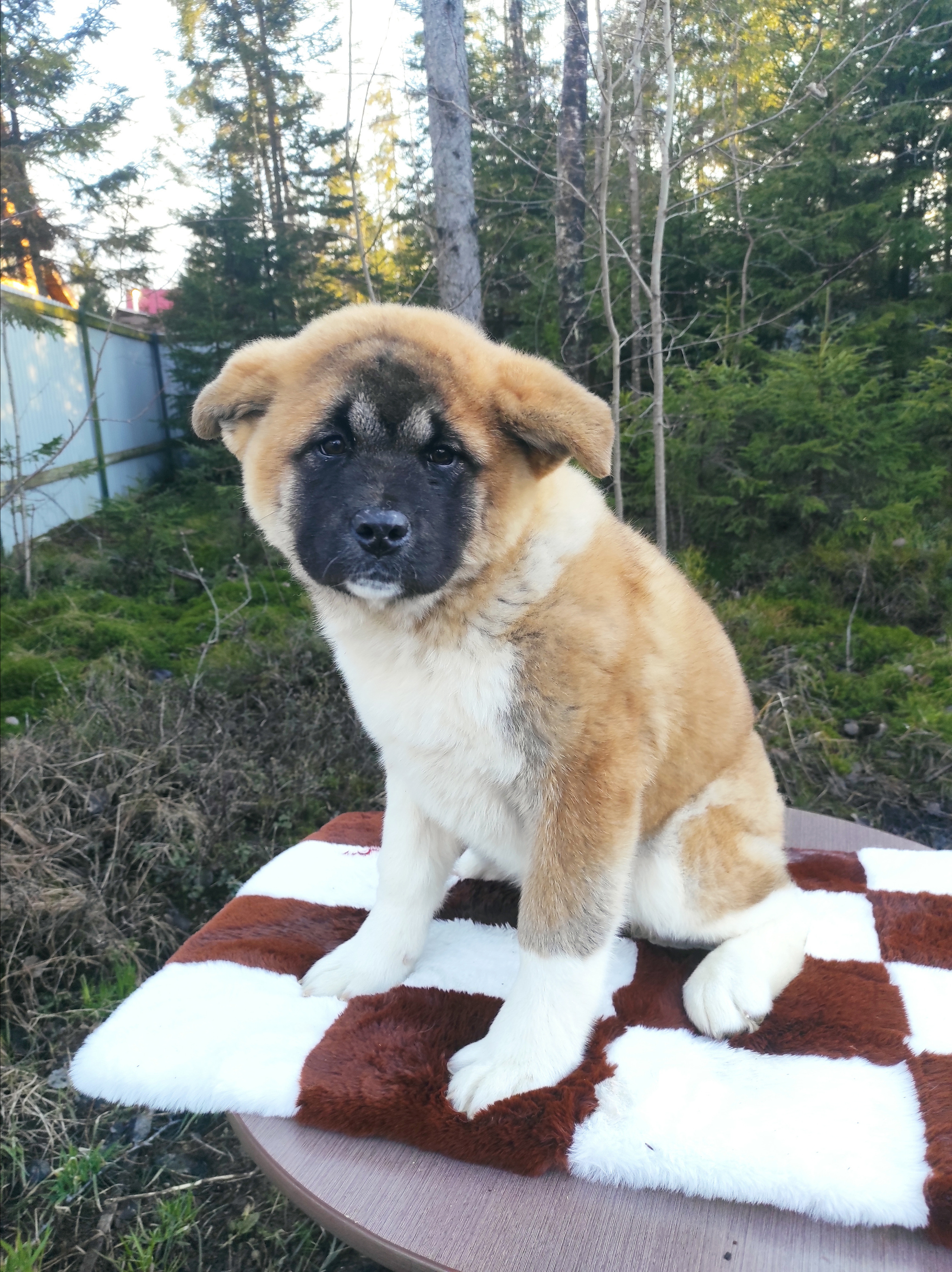 RUBYLIGHT HLOYA. AMERICAN AKITA RUBYLIGHT KENNEL I SHIBA-INU
