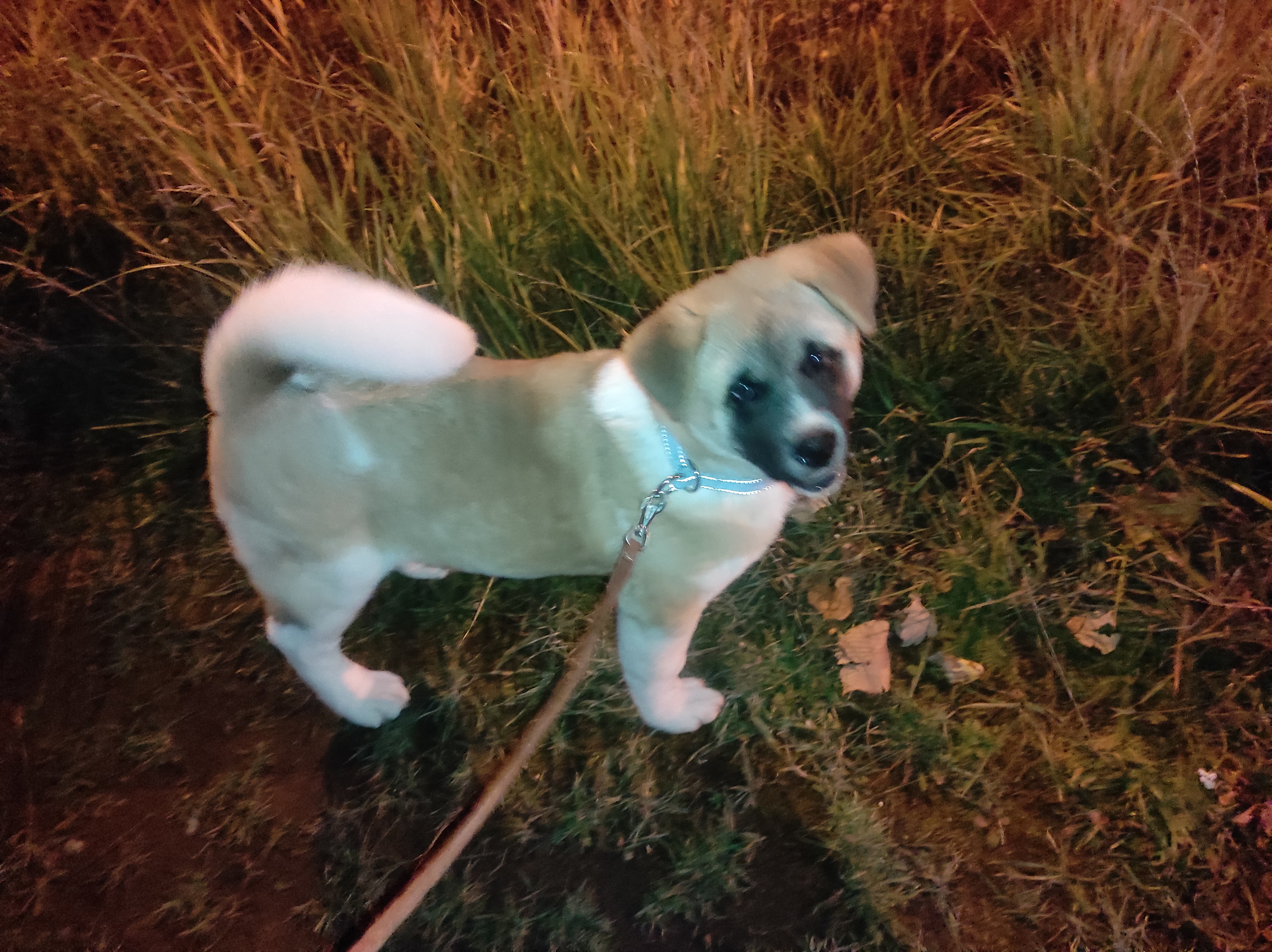 Американская акита питомник RUBYLIGHT. Американская акита I Сиба ину I Питомник RUBYLIGHT