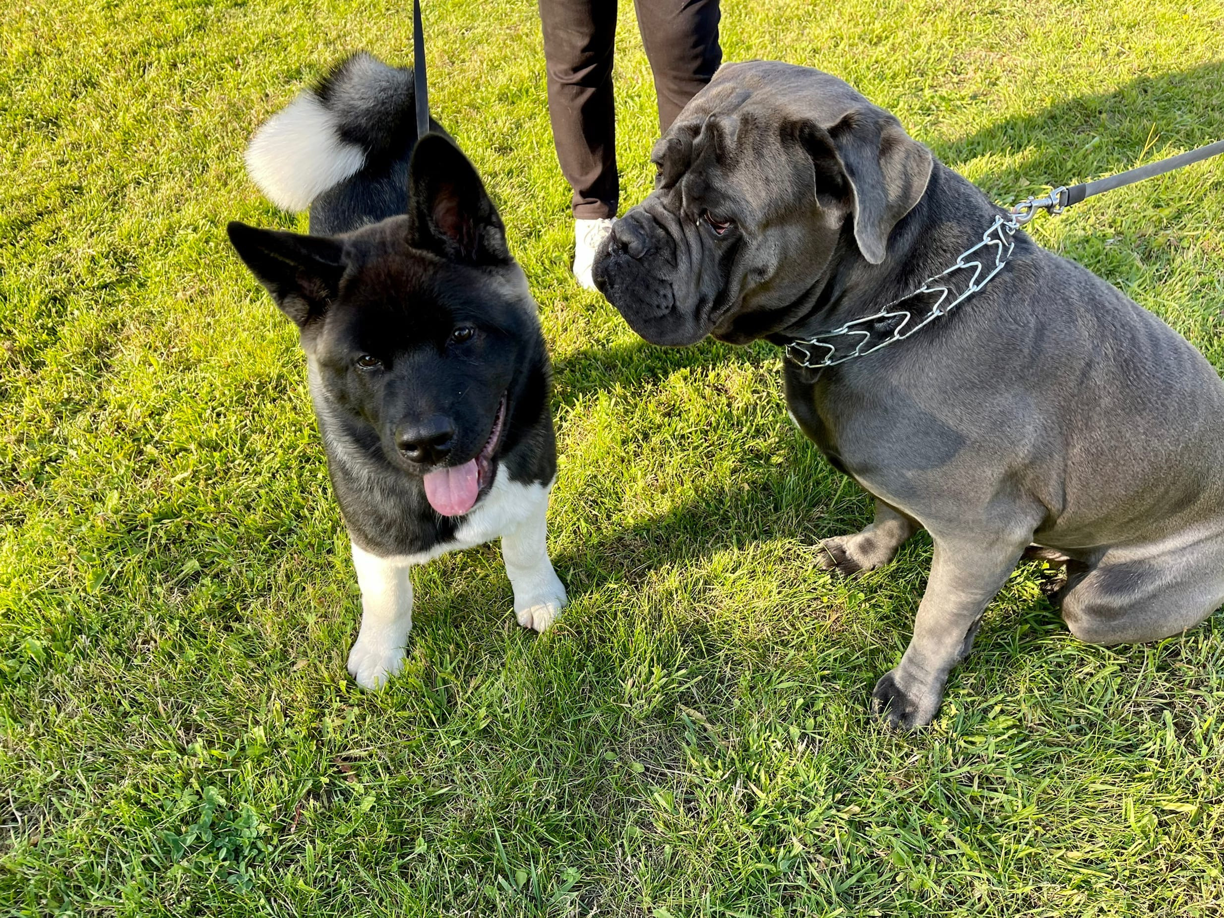 RUBYLIGHT Kamillus, дата рождения 09.06.2021Отец: Alter Real MercuryМать: Infinit Happy, Американская Акита RUBYLIGHT Санкт-Петербург