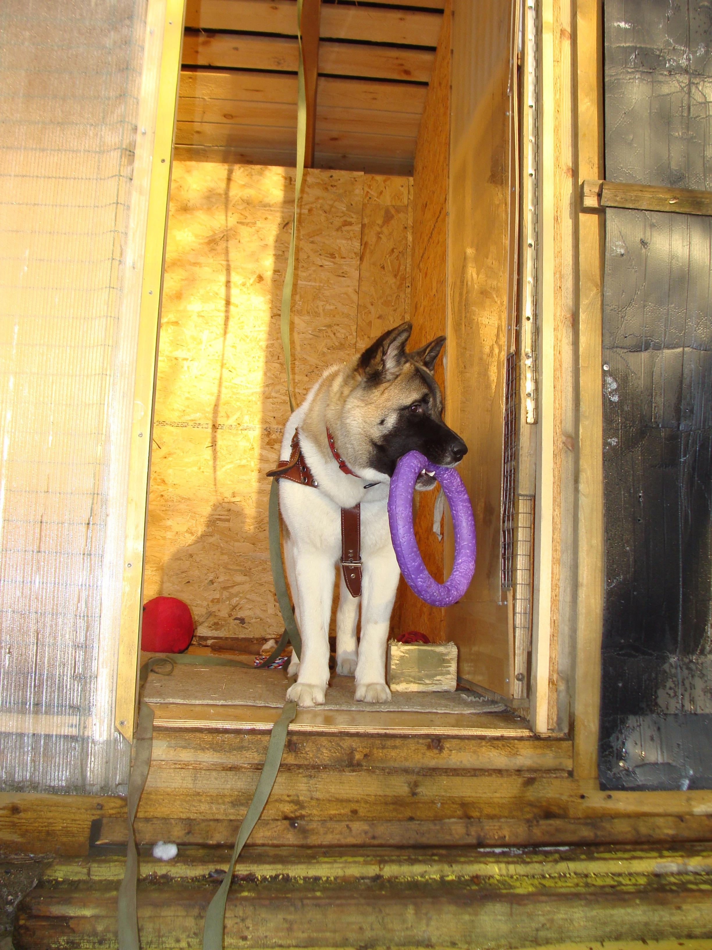 Svargas Domino * Даки. AMERICAN AKITA RUBYLIGHT KENNEL I SHIBA-INU