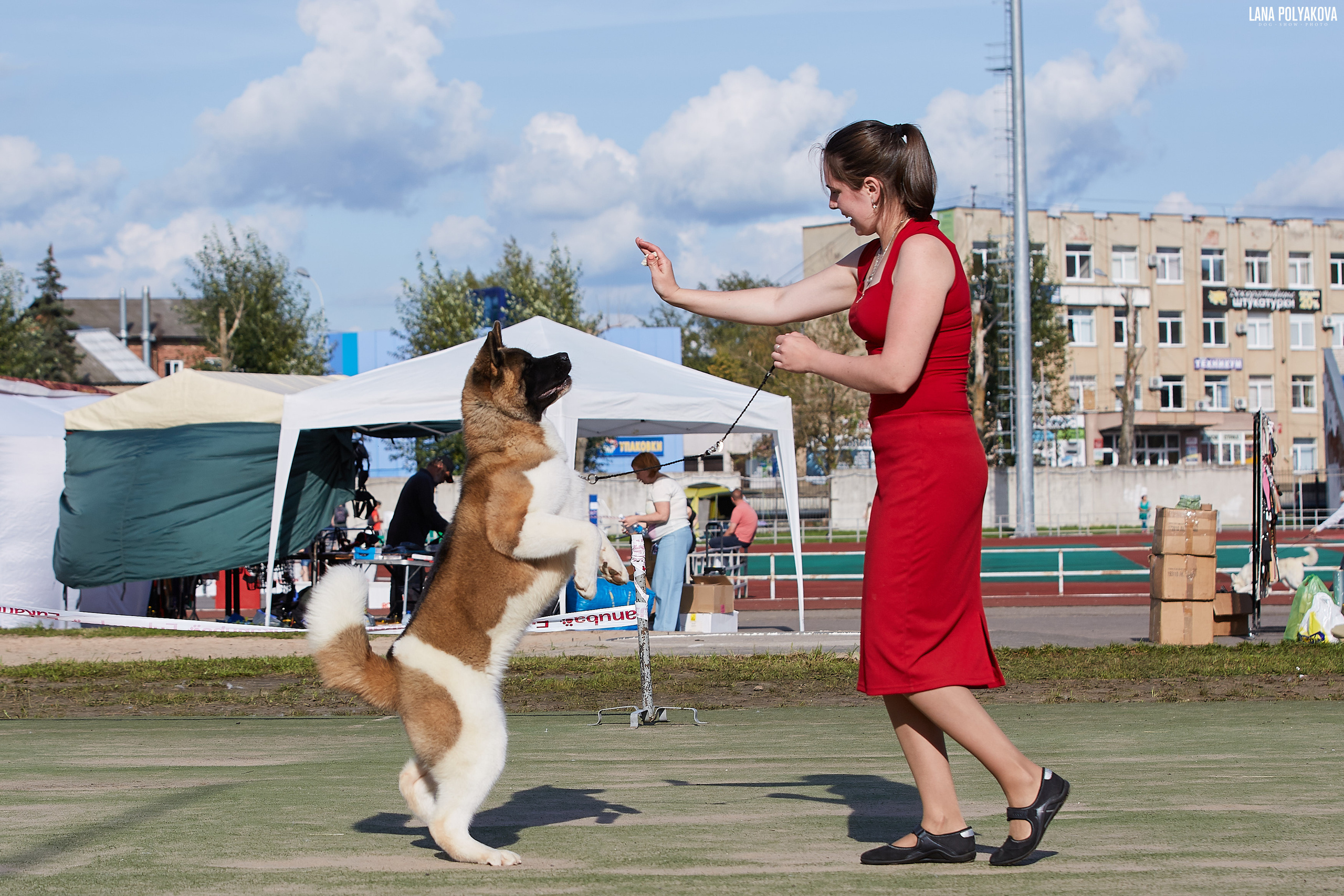 RUBYLIGHT BIYA * Бия американская акита Рубилайт щенки питомник