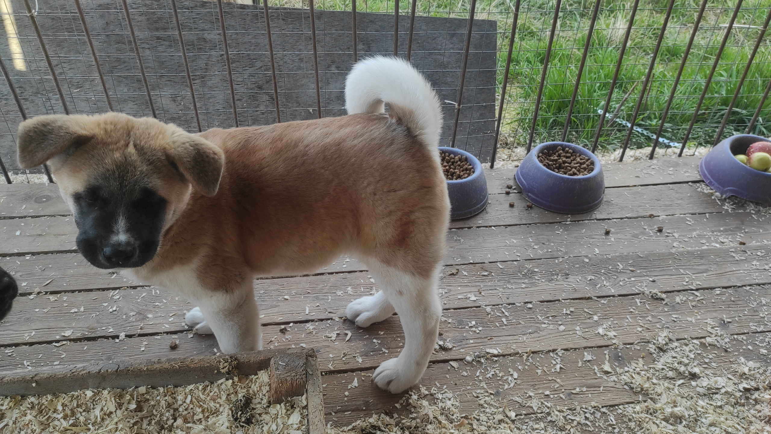 Американская акита питомник RUBYLIGHT. Американская акита I Сиба ину I Питомник RUBYLIGHT